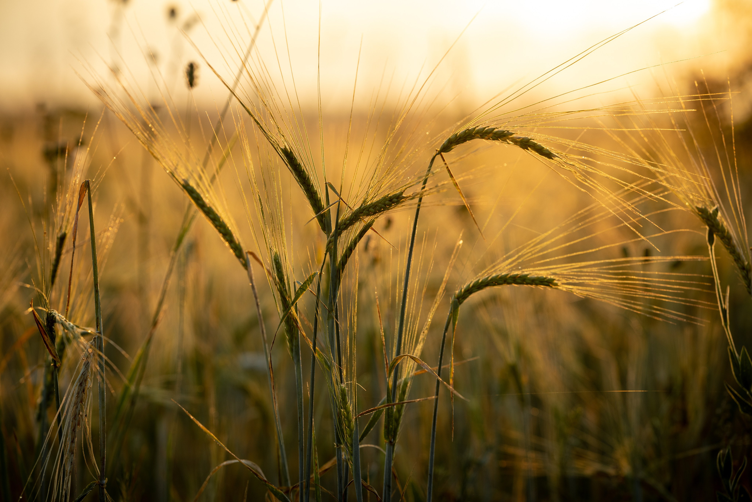 Природные пейзажи. Наталия Клевинскас портретный фотограф в Костроме