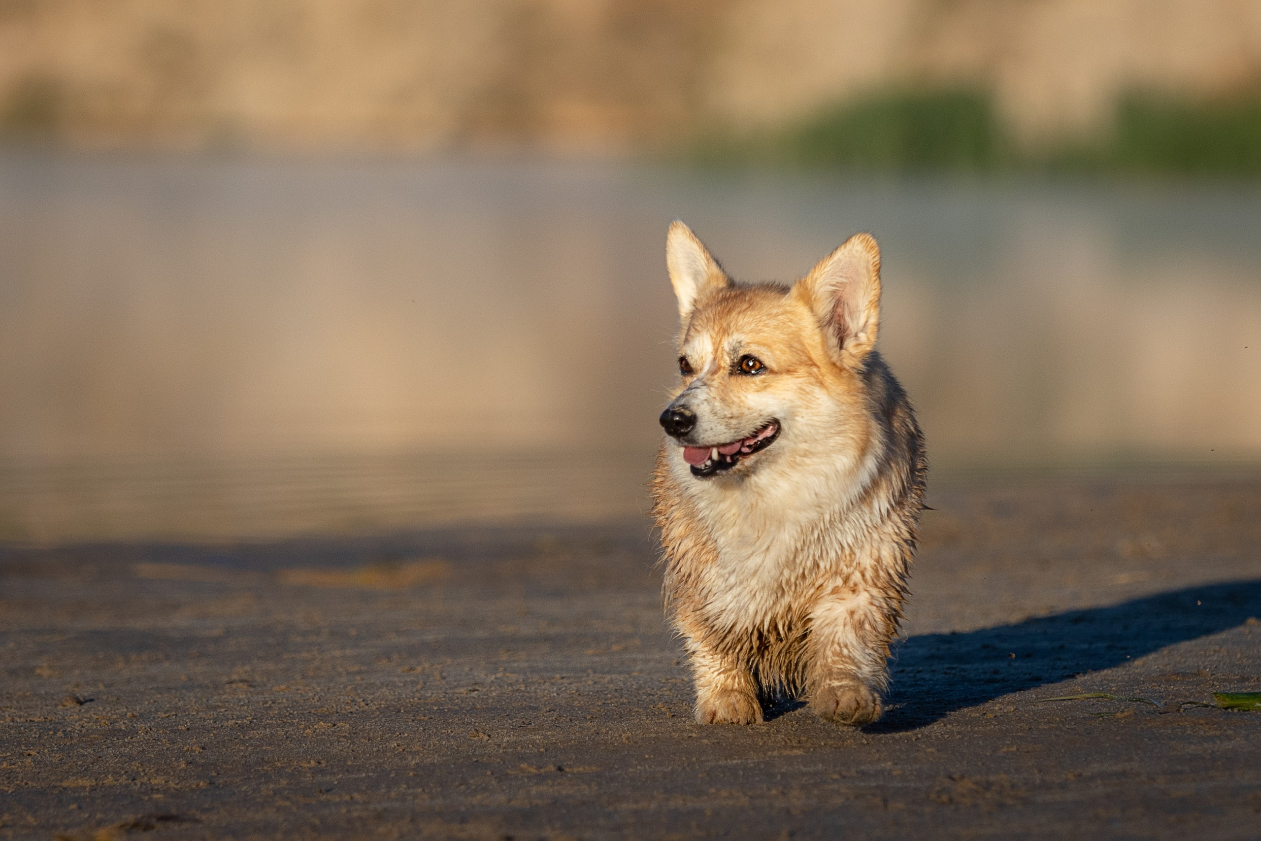 Рассвет. Фотограф-анималист Александра Шеремет
