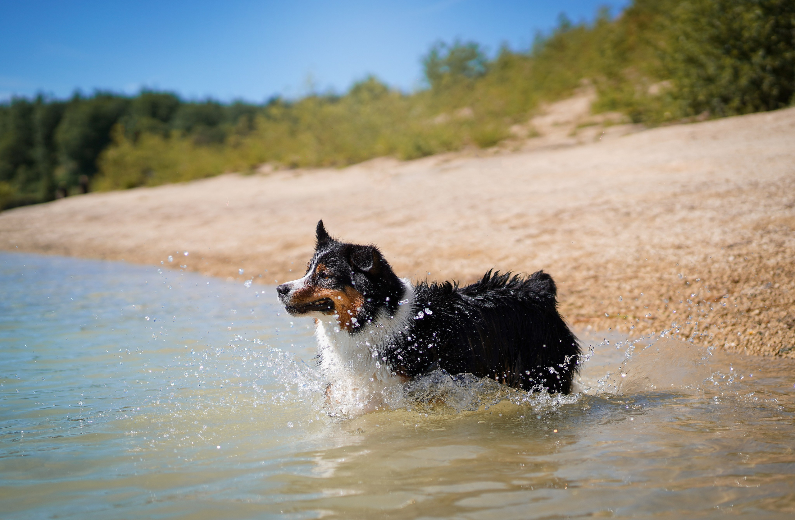 Аусси на карьерах. Фотограф-анималист в Санкт-Петербурге Яна Мартынова