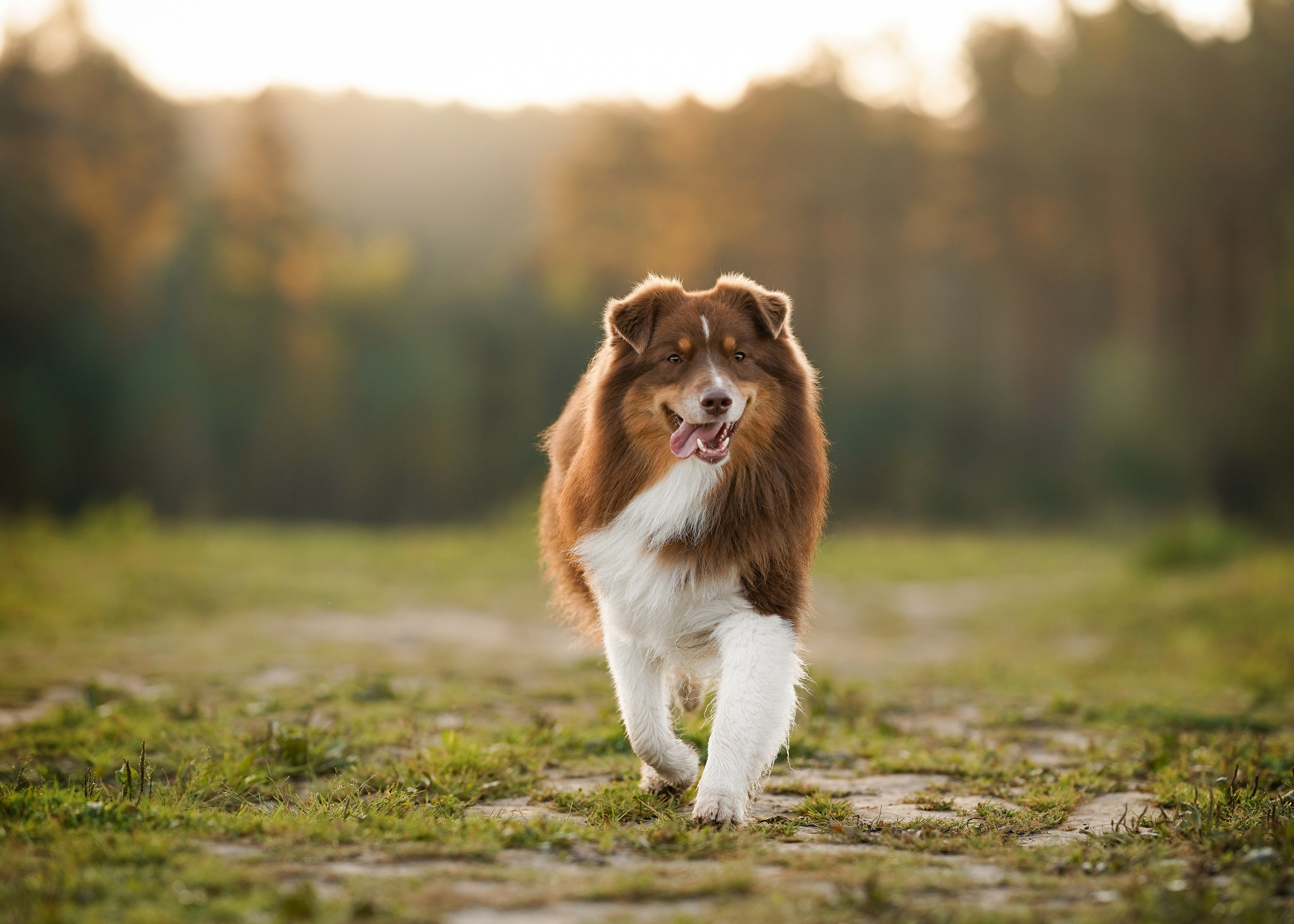 Катя Сэнди и Рокки. Фотограф-анималист в Санкт-Петербурге Яна Мартынова
