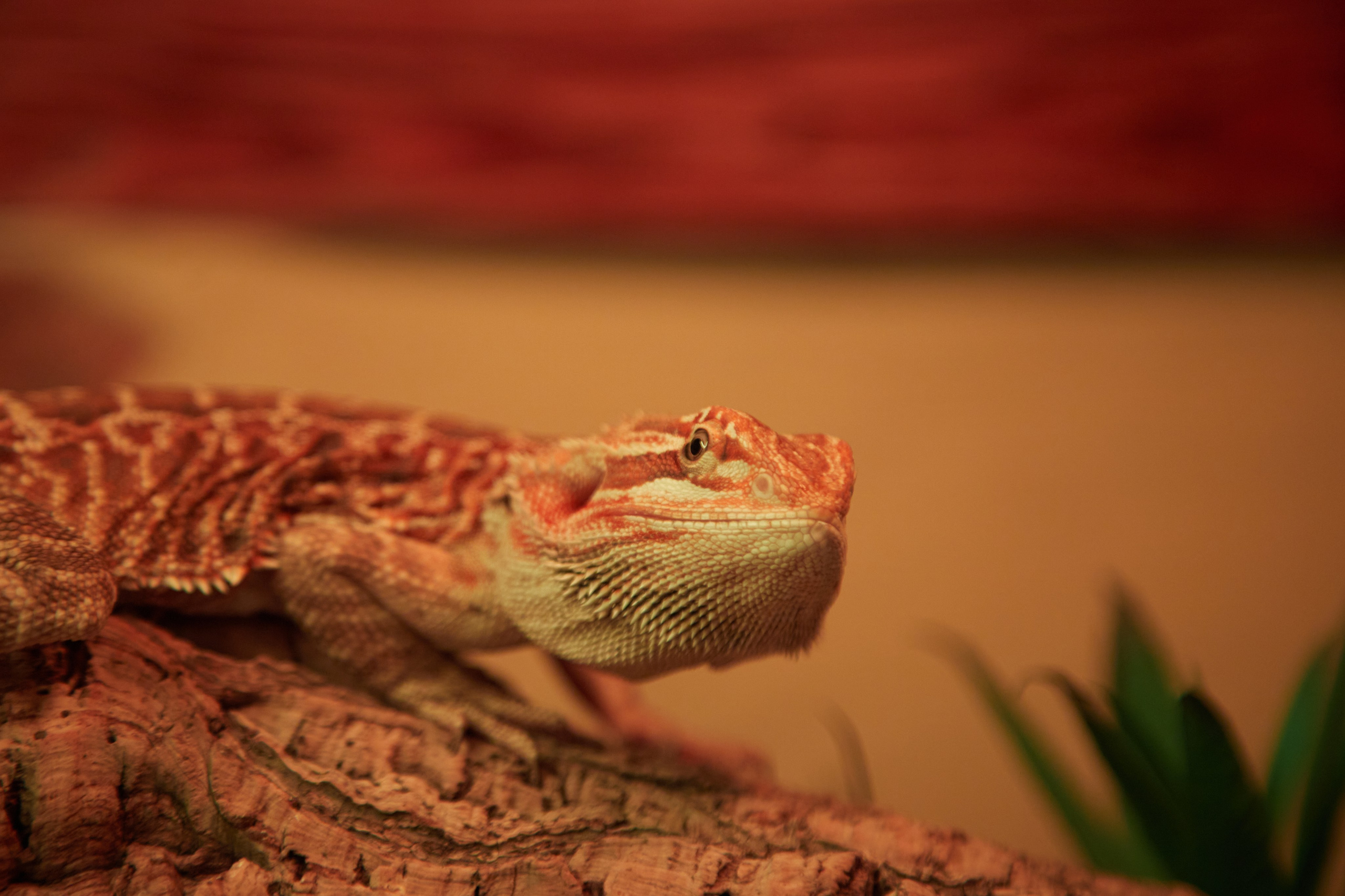 Фотосъёмка ящерицы в террариуме с фиолетовым светом.