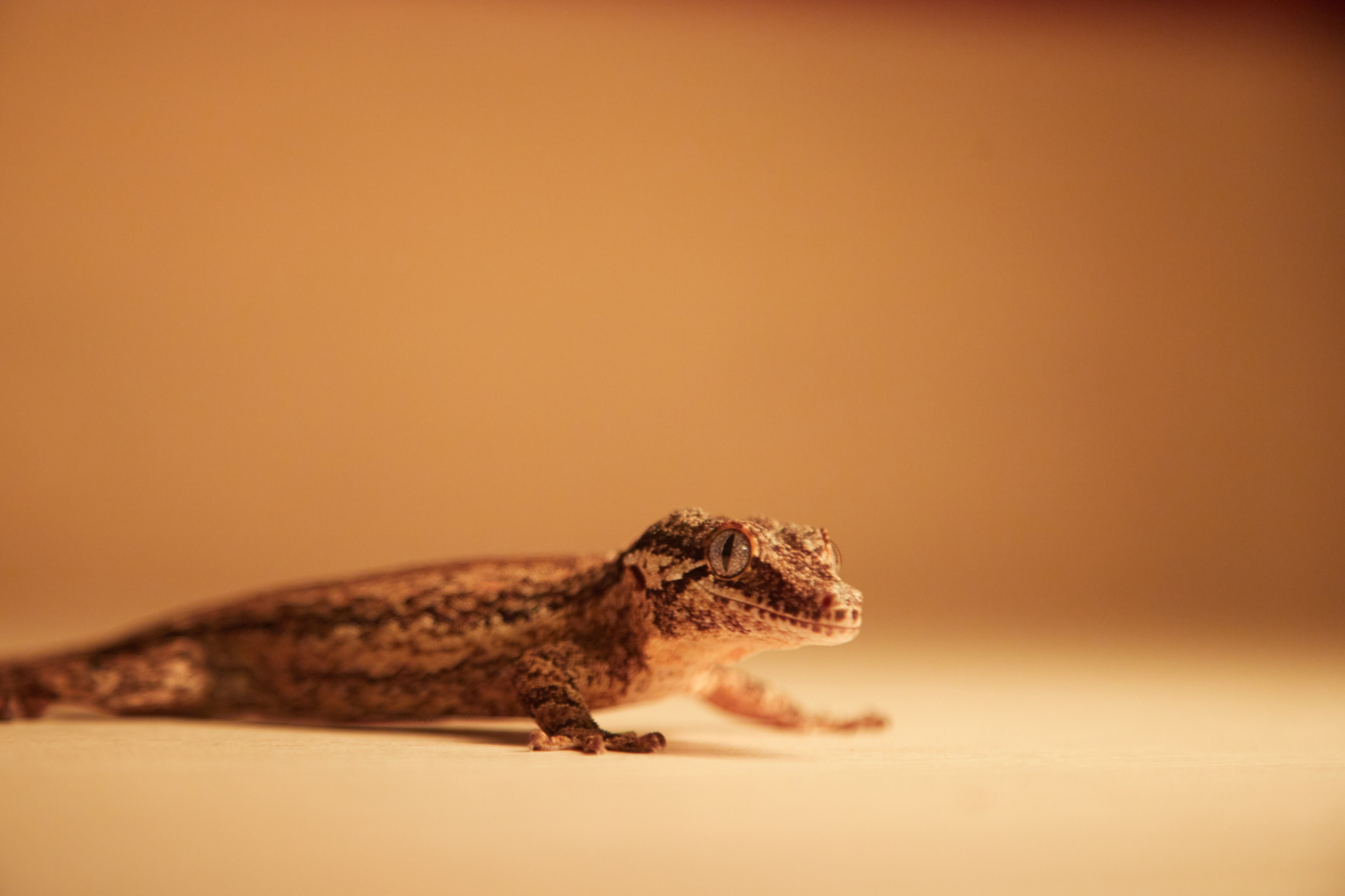 Фотосъёмка ящерицы на светлом фоне.