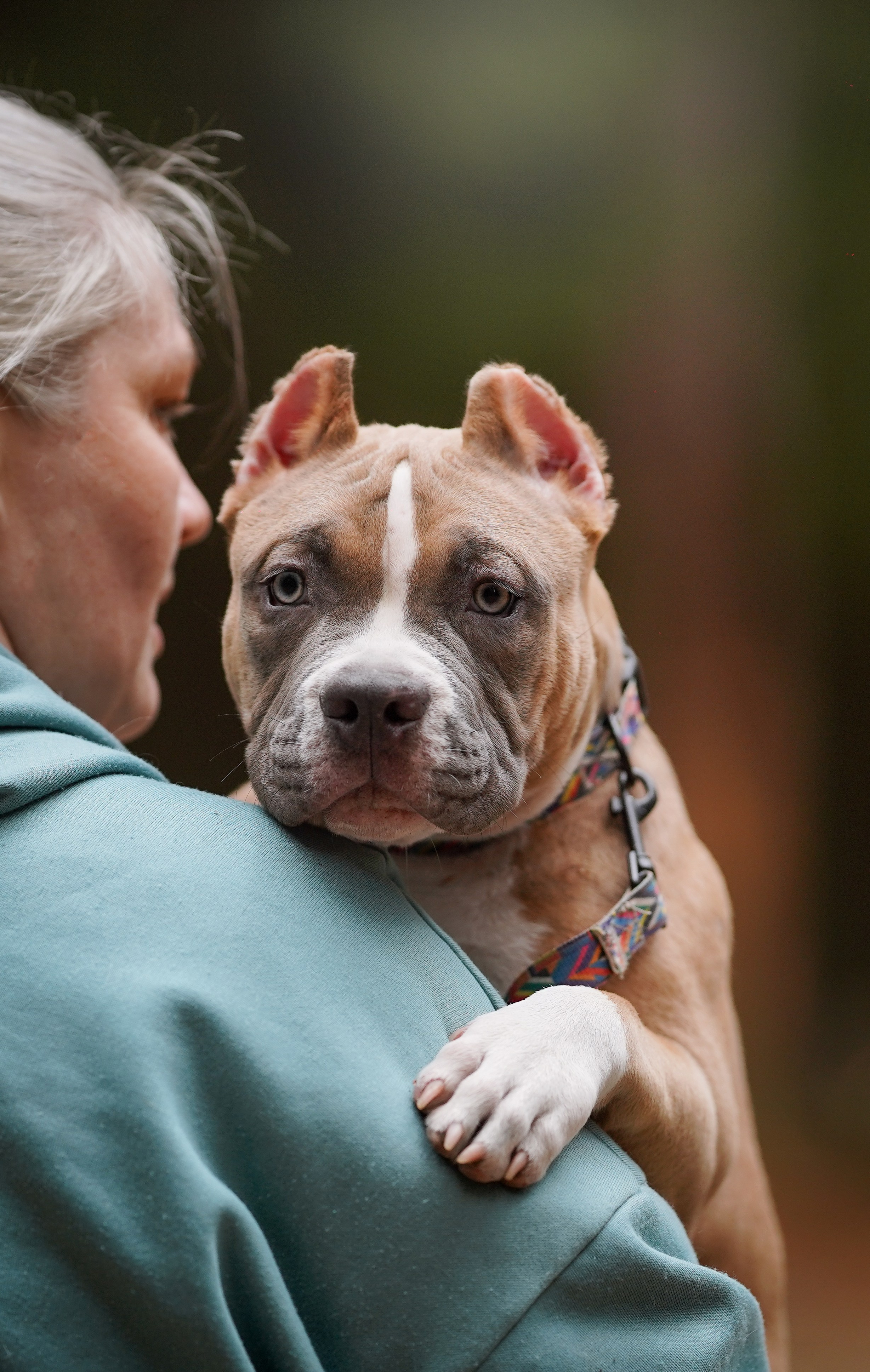 Щенки булли. Фотограф-анималист в Санкт-Петербурге Яна Мартынова