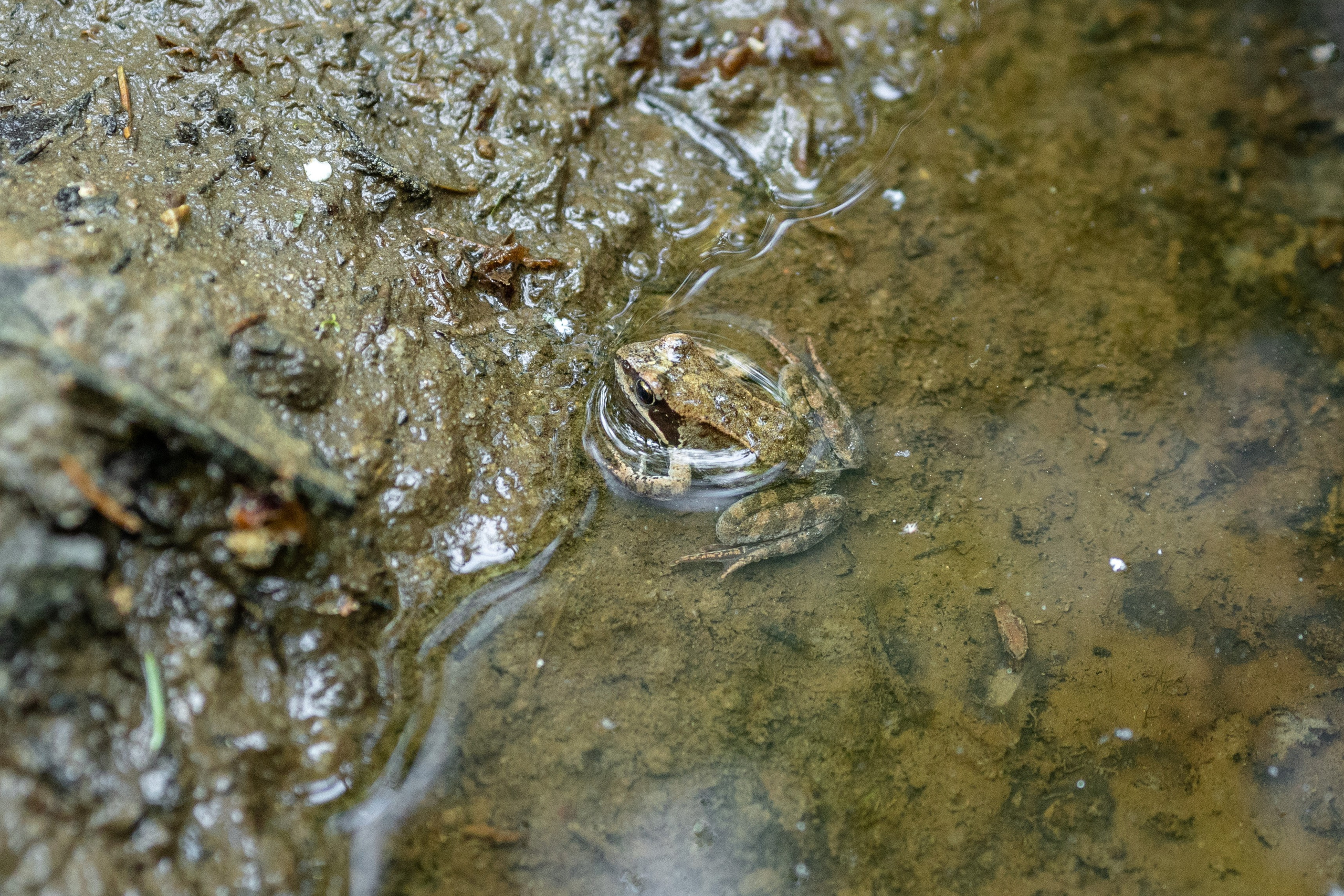 Природные пейзажи. Наталия Клевинскас портретный фотограф в Костроме