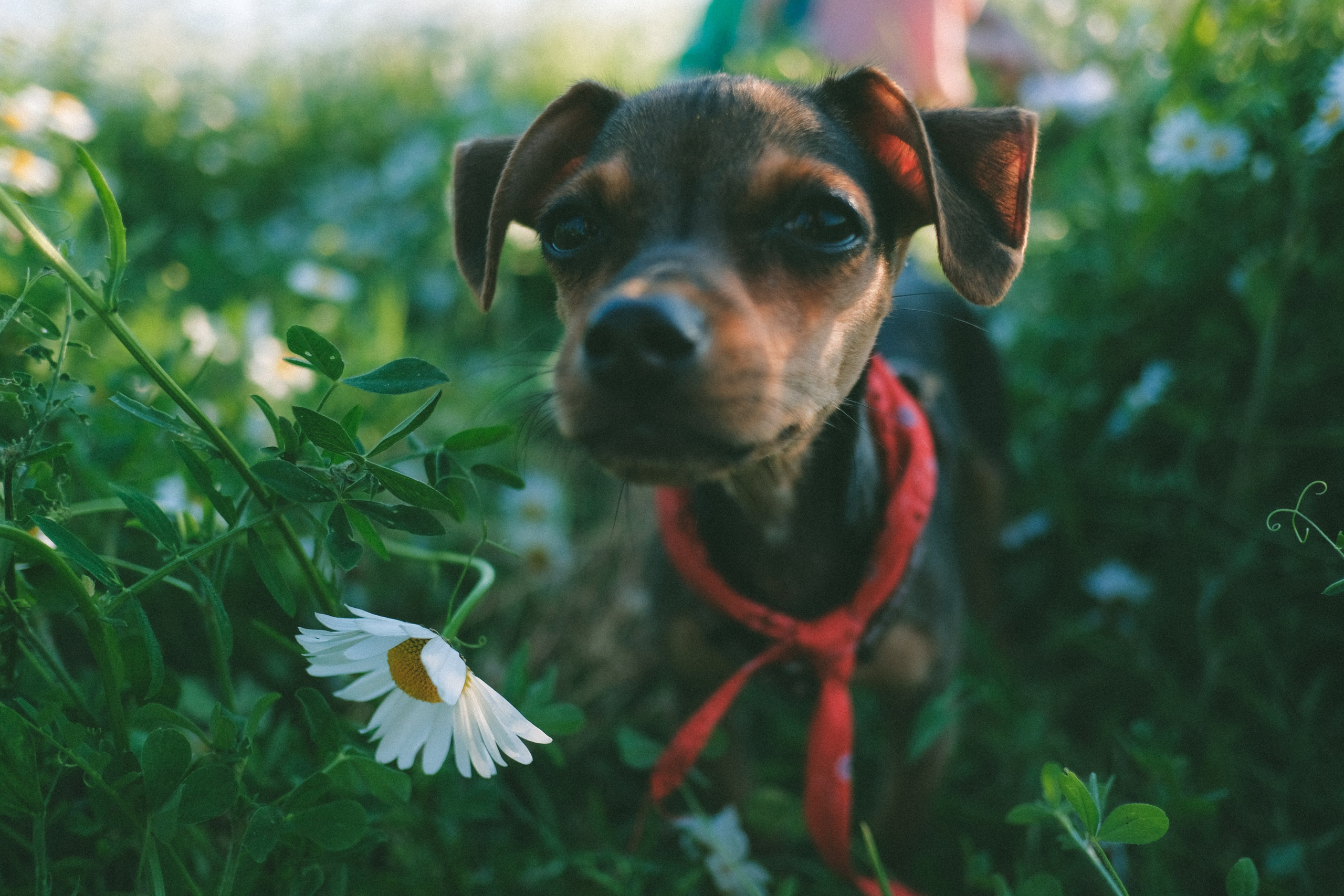 Ждановы в ромашках. Женский и семейный фотограф в Краснодаре и крае Таня Мустафина