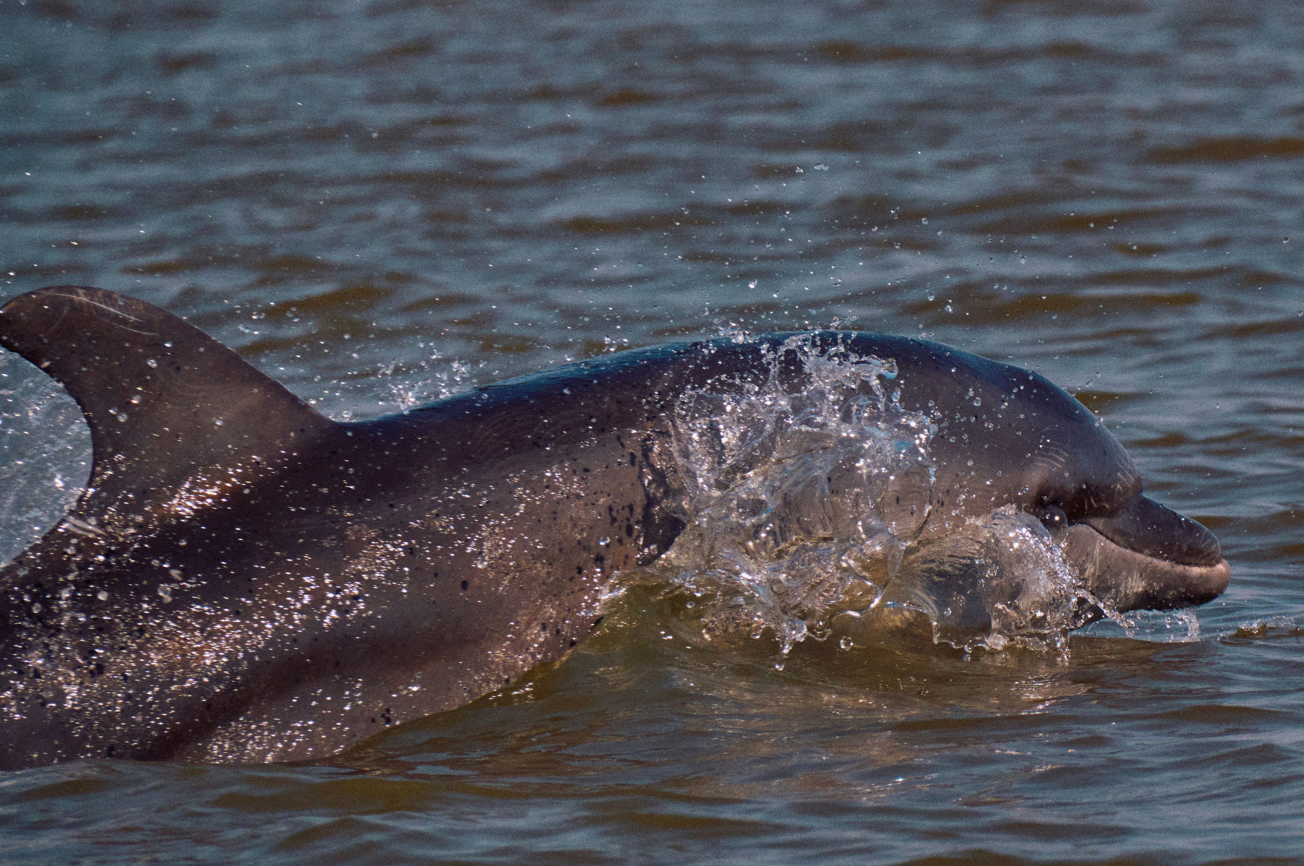 Gambia River. See the moment and catche. commercial and reportage