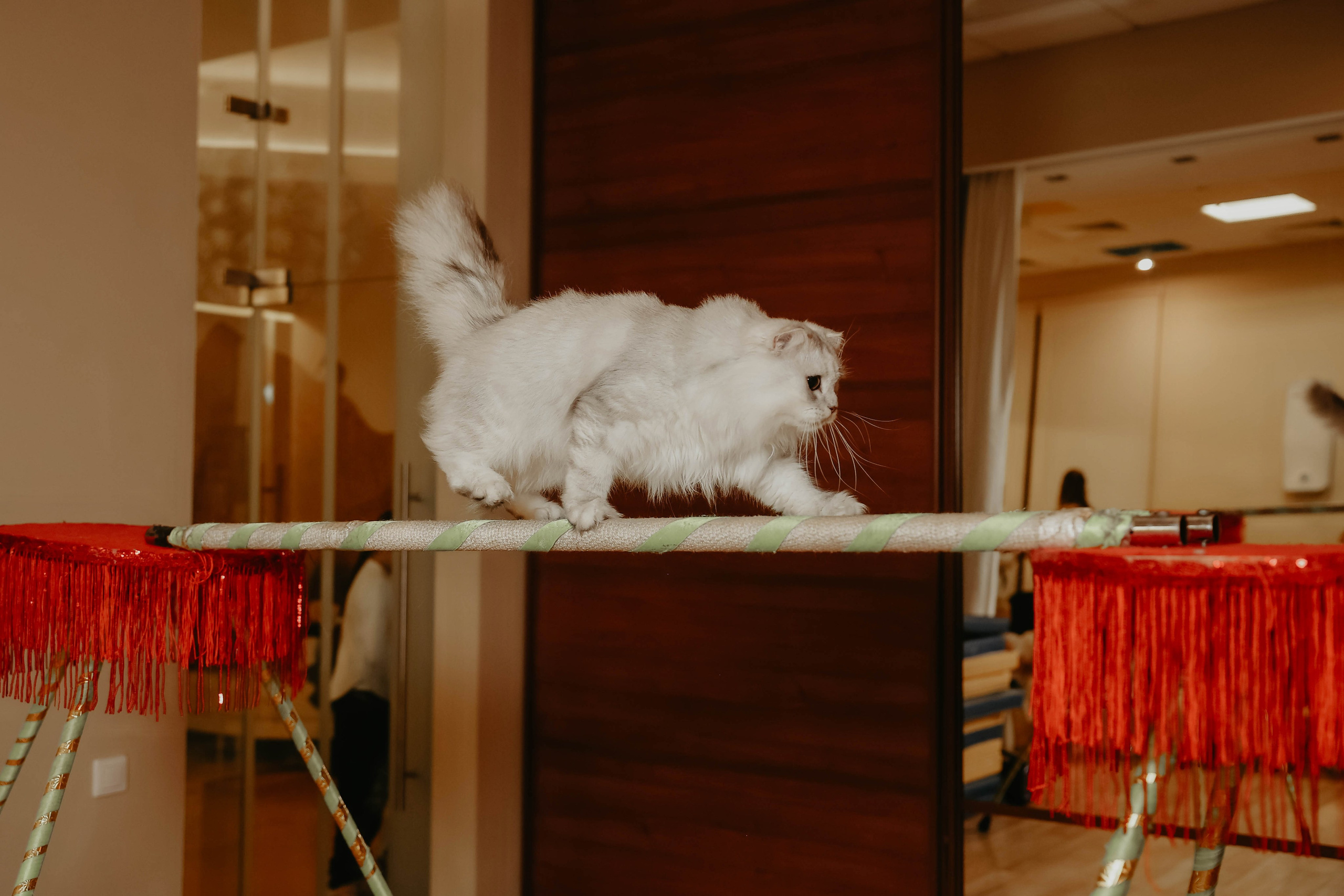 Белле 5 лет. Фотограф в Москве и любой точке земного шара Алёна Вялова (Чулкова)