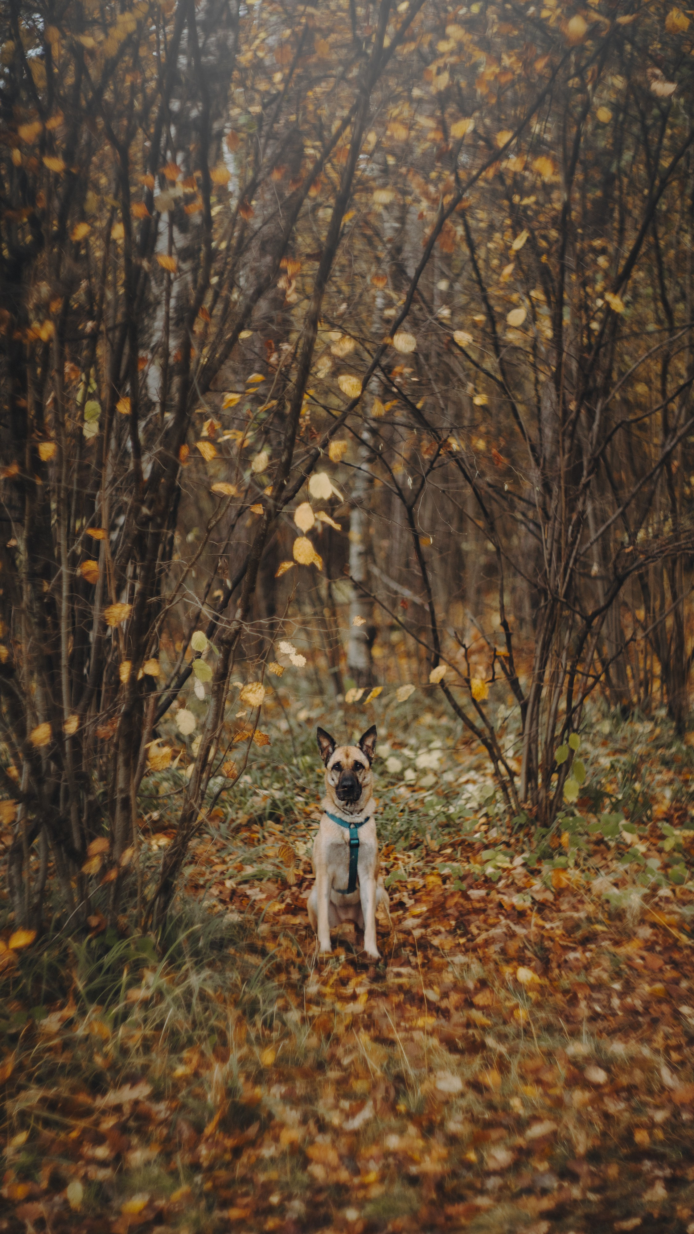 Наталия, Иван и Урса. Фотограф анималист в Москве и Санкт-Петербурге Свиридова Анна