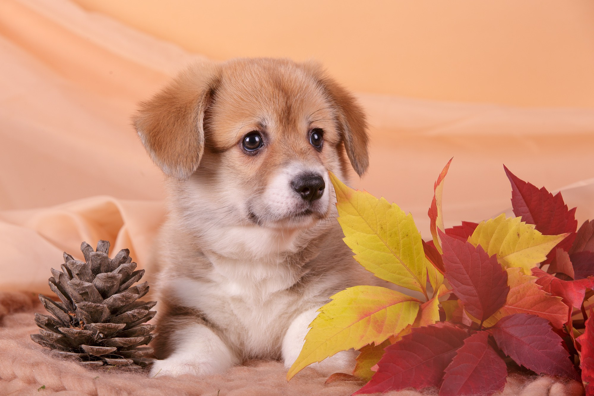 Фотосъёмки щенков. Фотограф-анималист Natalia Deingel | Фотосъемка собак в Москве