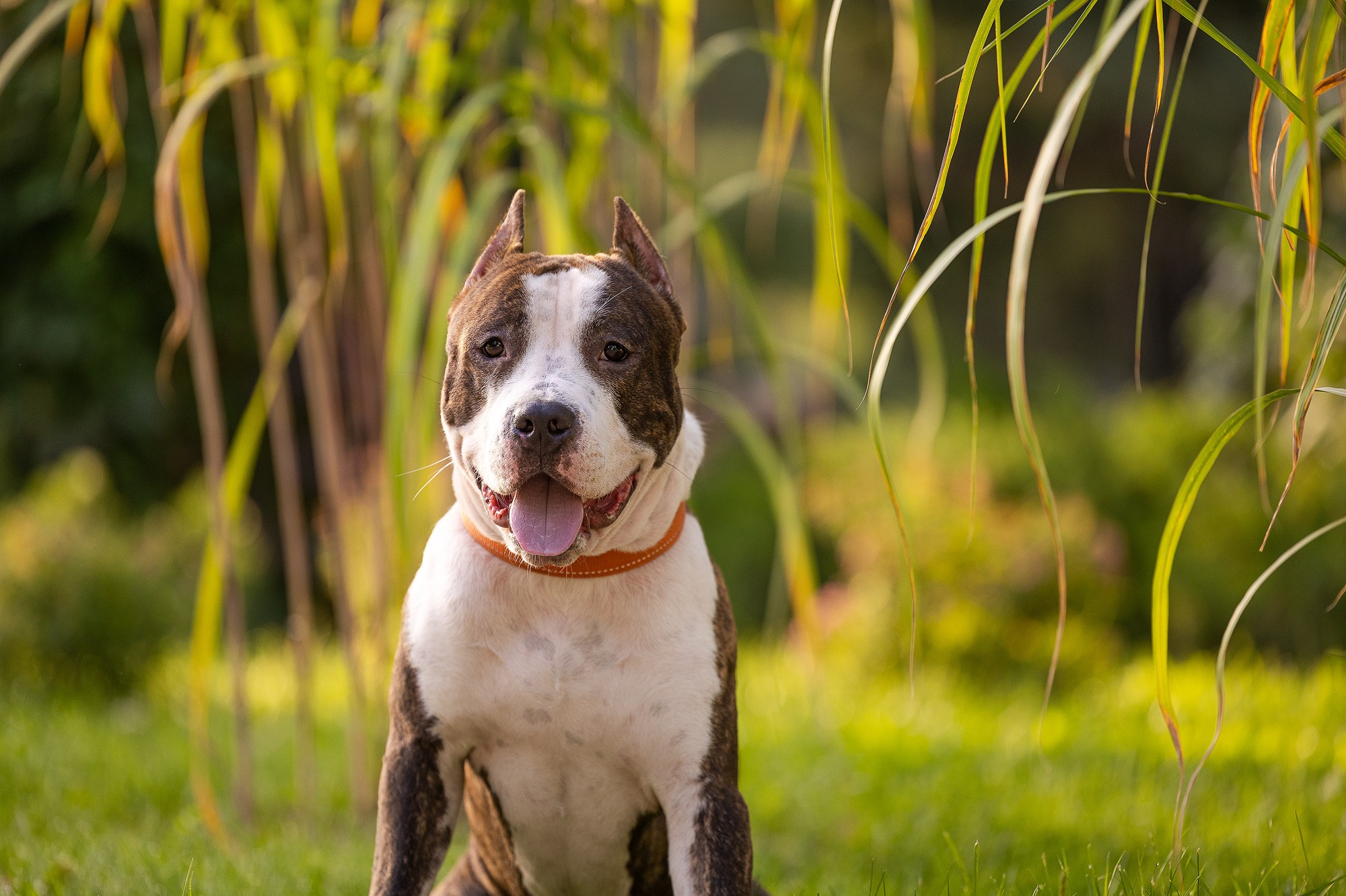 Амстафф Честер и его семья. Фотограф-анималист Natalia Deingel | Фотосъемка собак в Москве