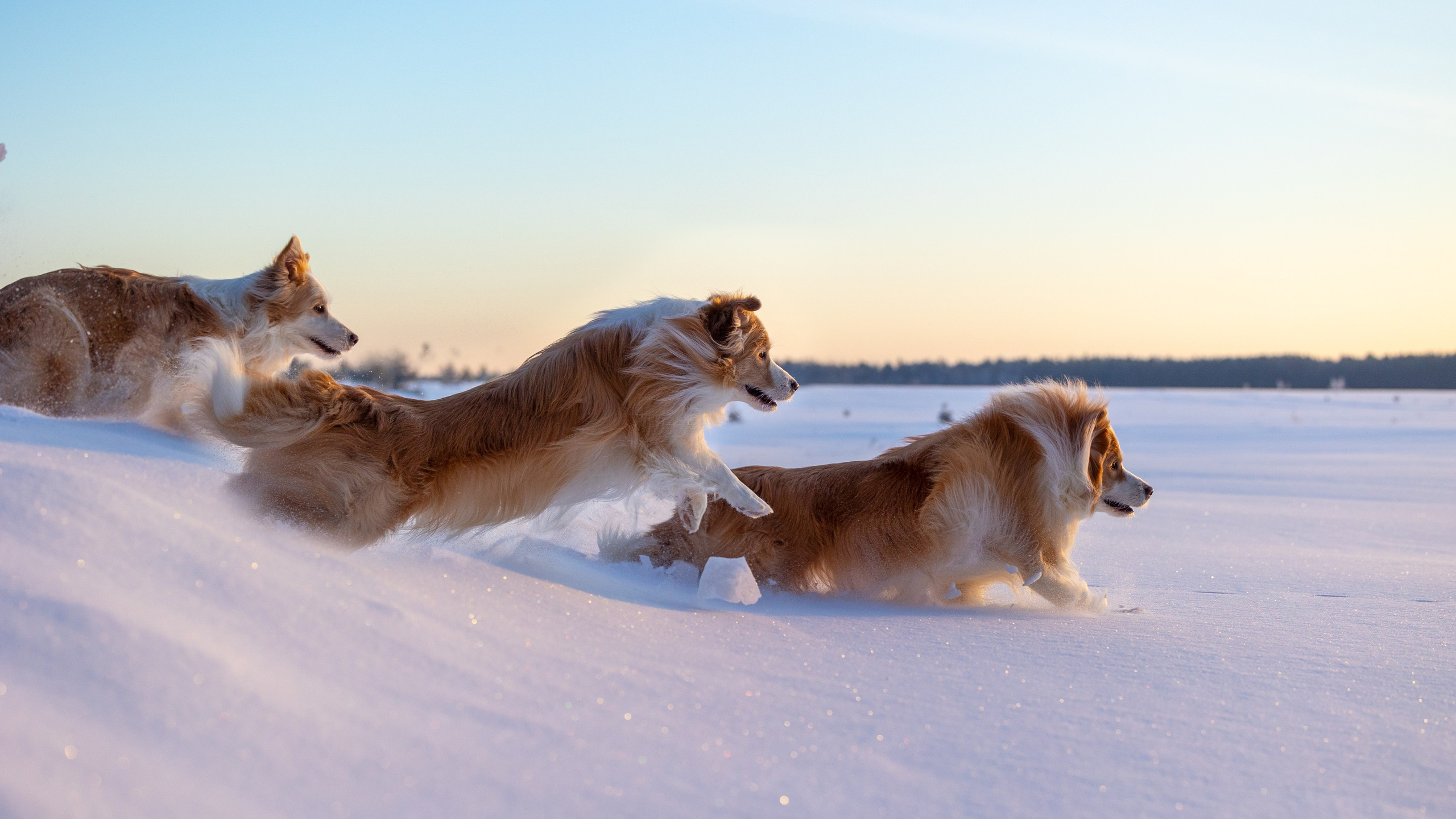 Бордер колли Прайм, Вэй и Лёля. Фотограф-анималист Natalia Deingel | Фотосъемка собак в Москве