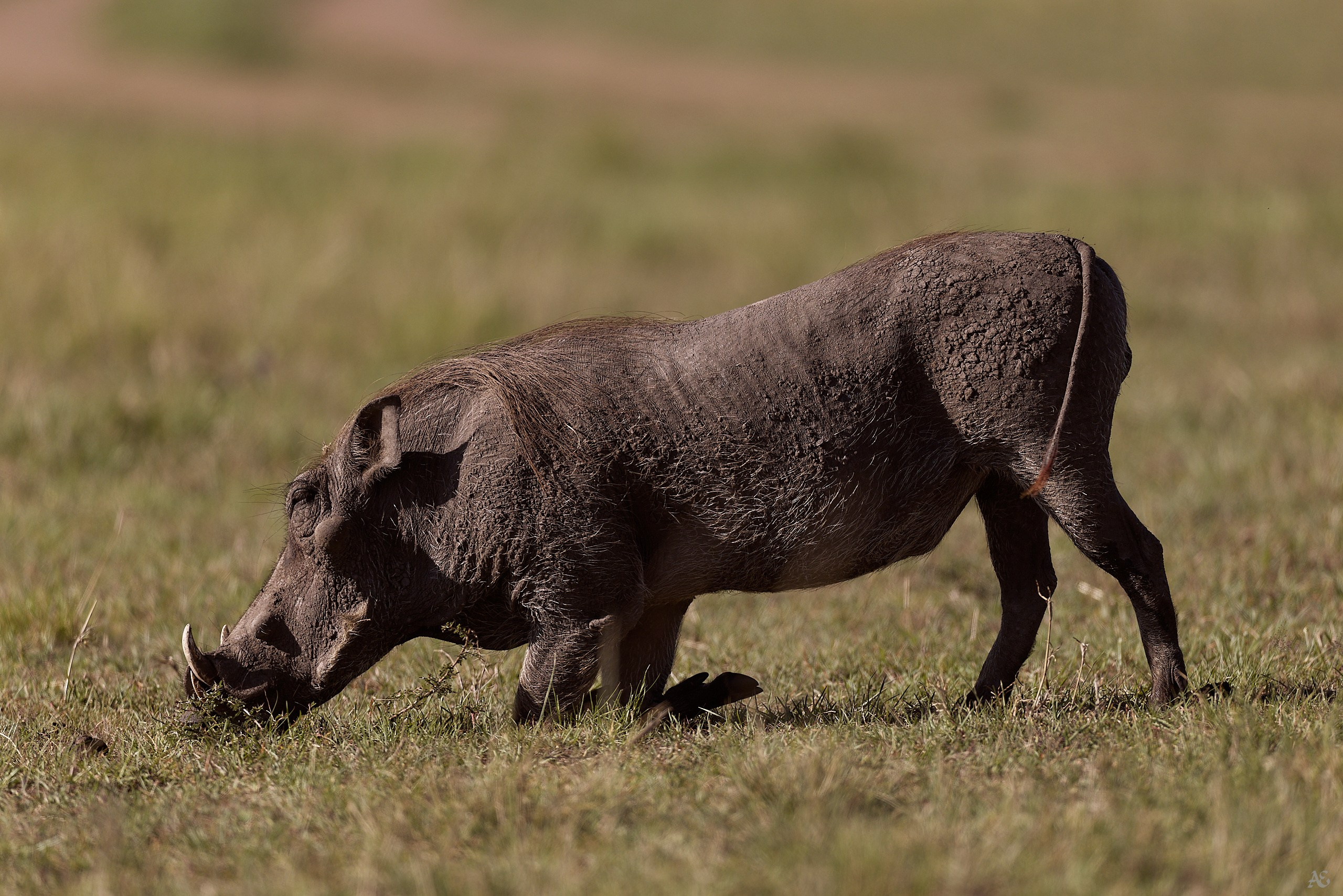 Бородавочник на коленях, но не повержен. Ест так просто