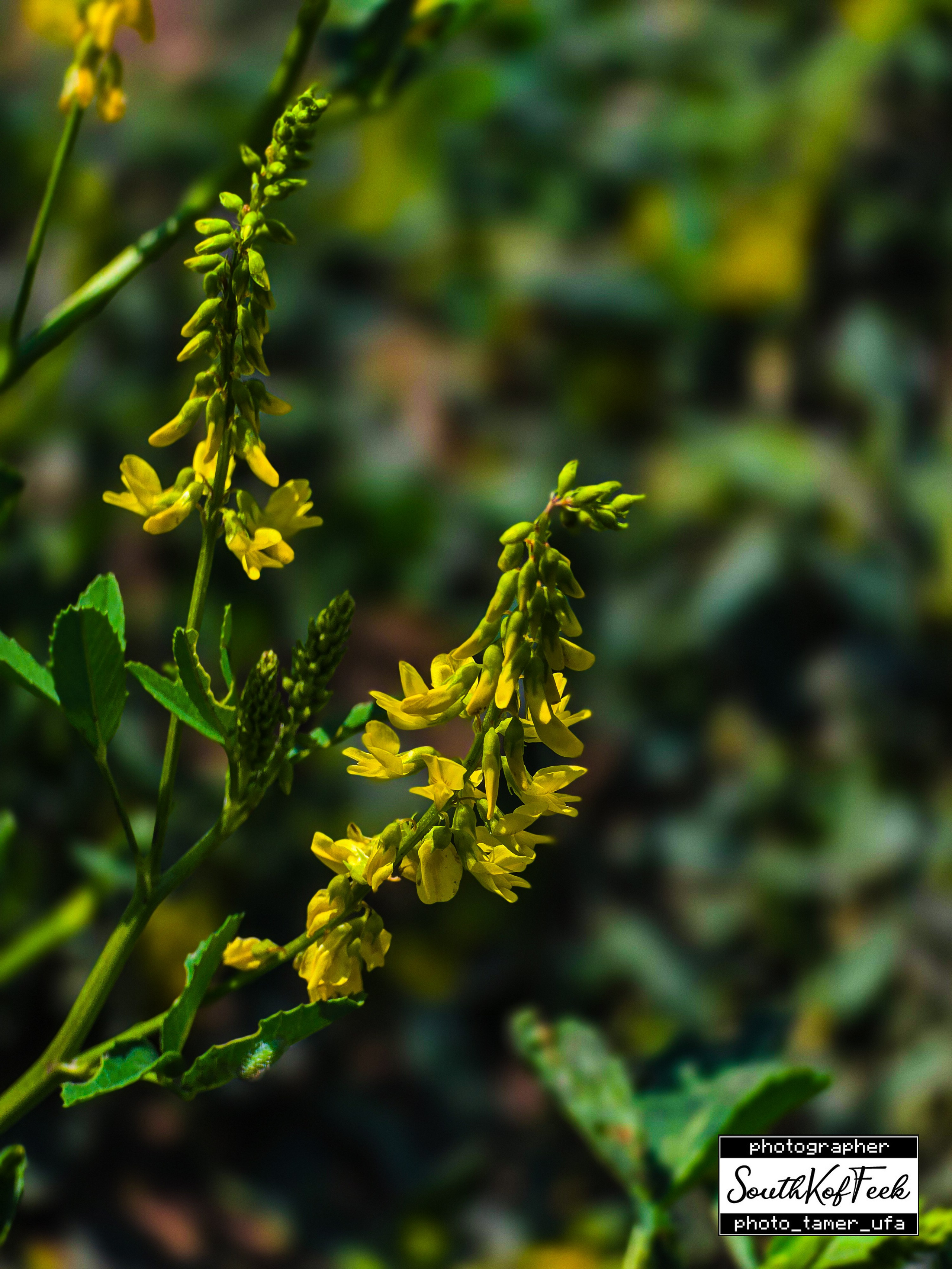 Цветы?. Photo Tamer Ufa