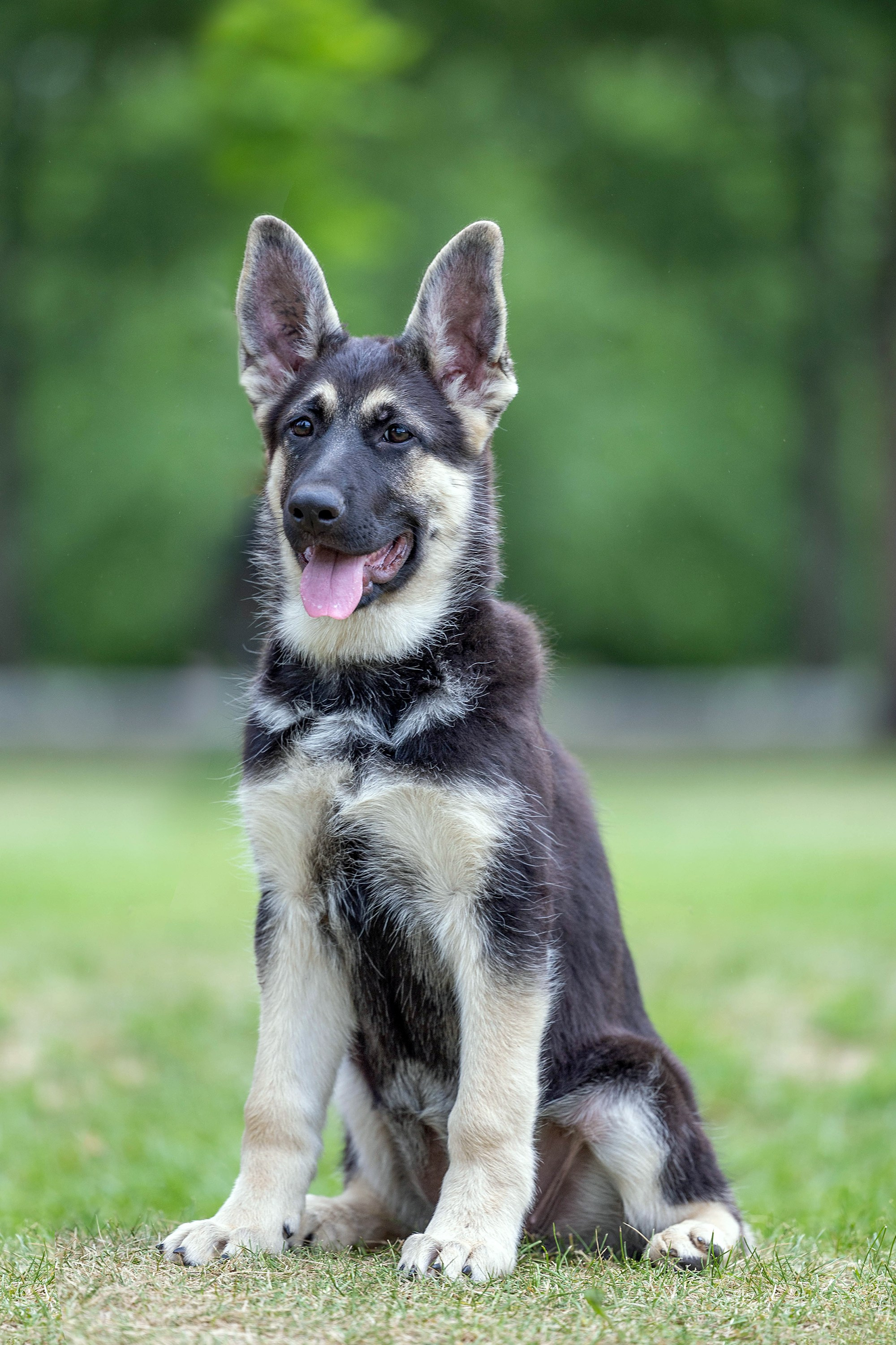 Заринговая съёмка на выставках собак. Фотограф-анималист в Омске Екатерина Маричева