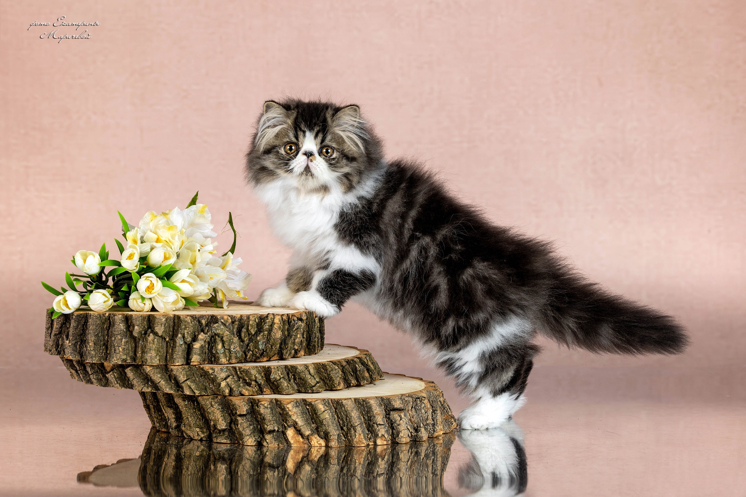 Пастельные фоны. Фотограф-анималист в Омске Екатерина Маричева