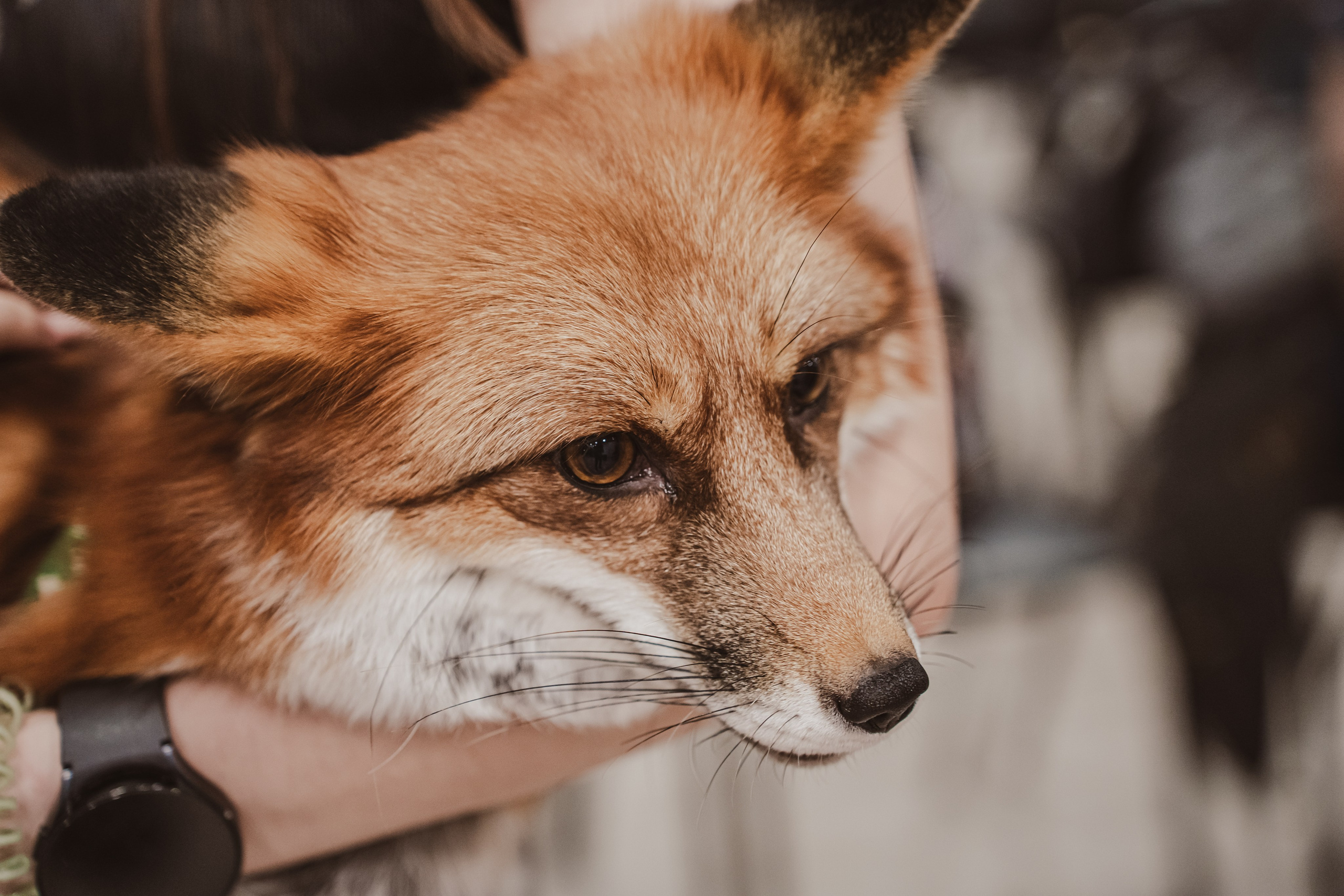 Fox Family fest. Репортажный фотограф Анастасия Рубцова