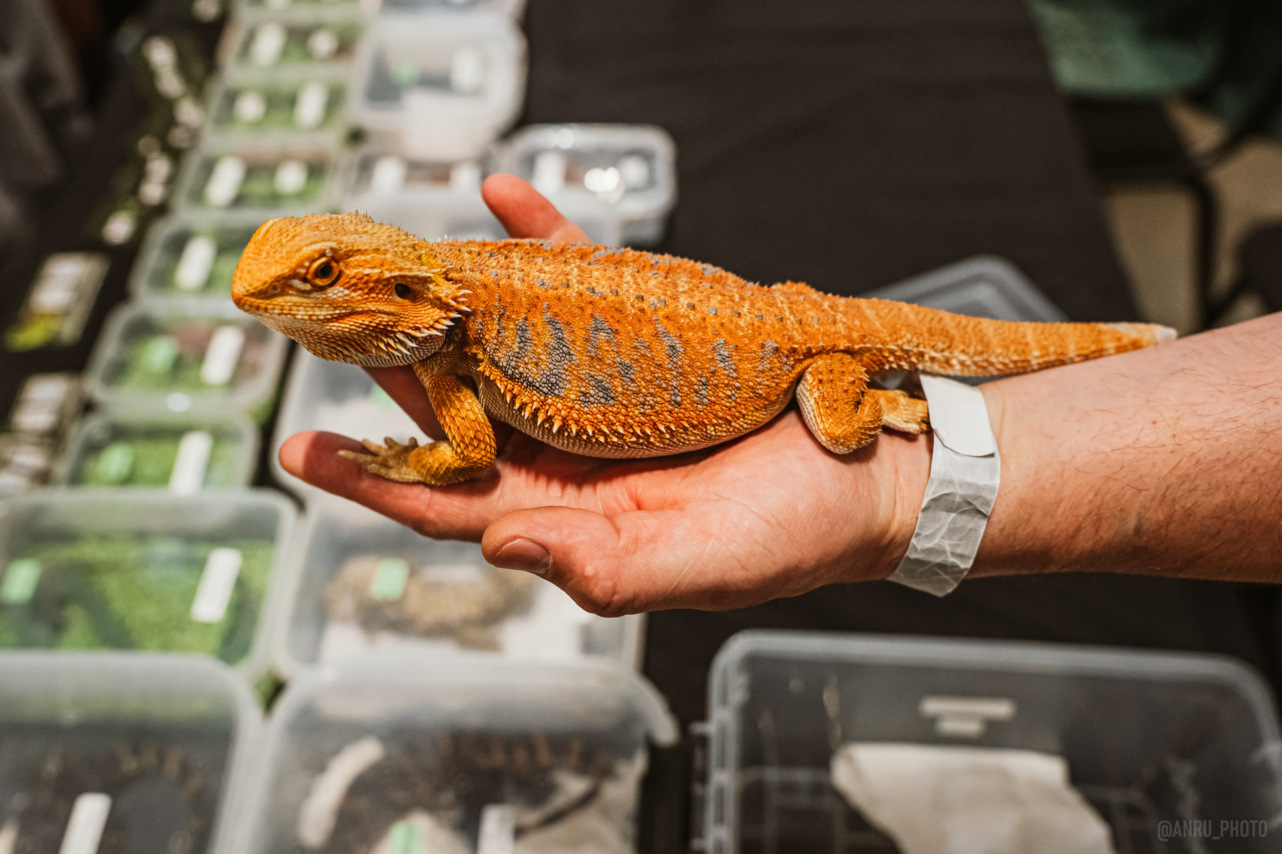 Рептилиум. Репортажный фотограф Анастасия Рубцова