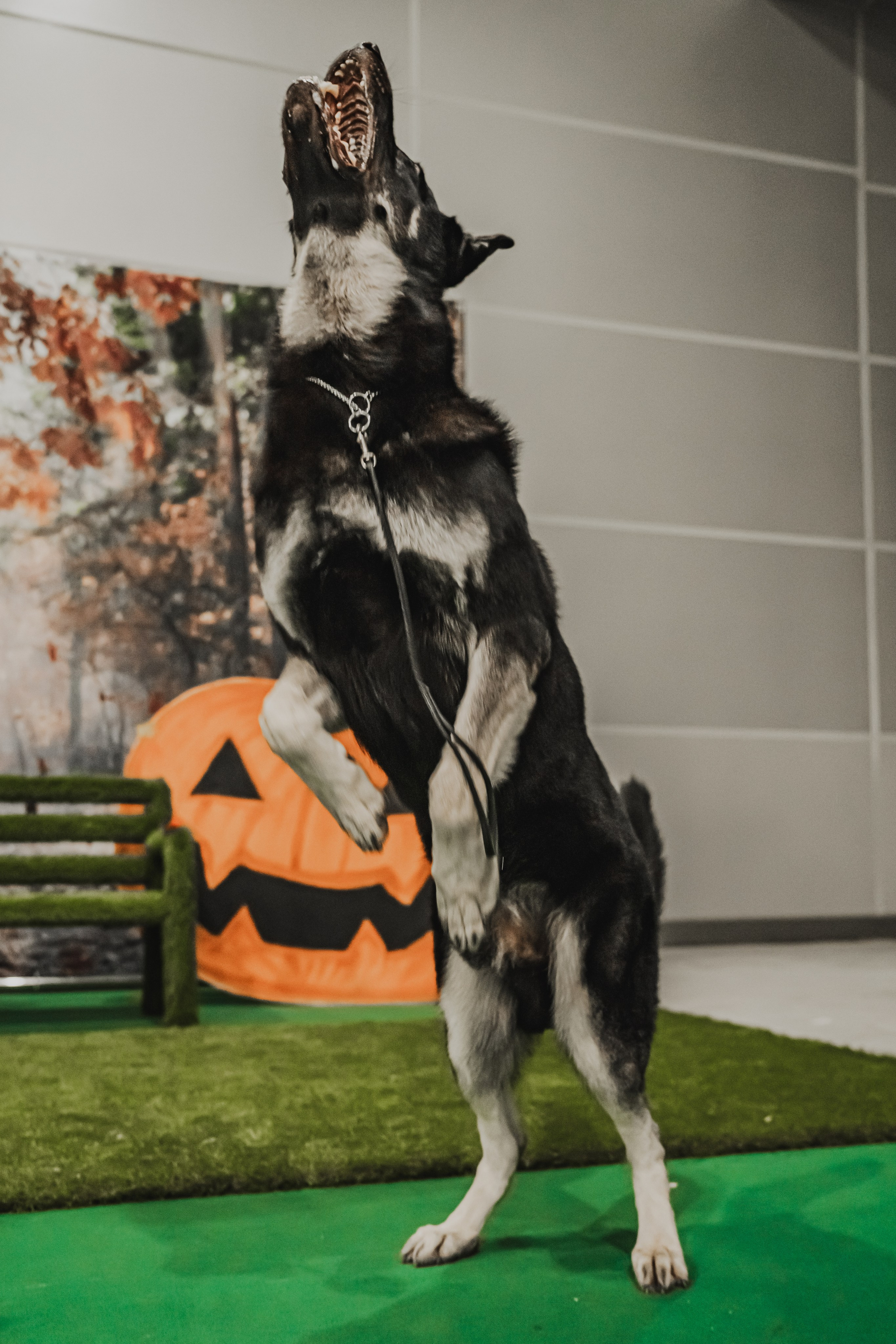 Международная выставка собак всех пород. Репортажный фотограф Анастасия Рубцова