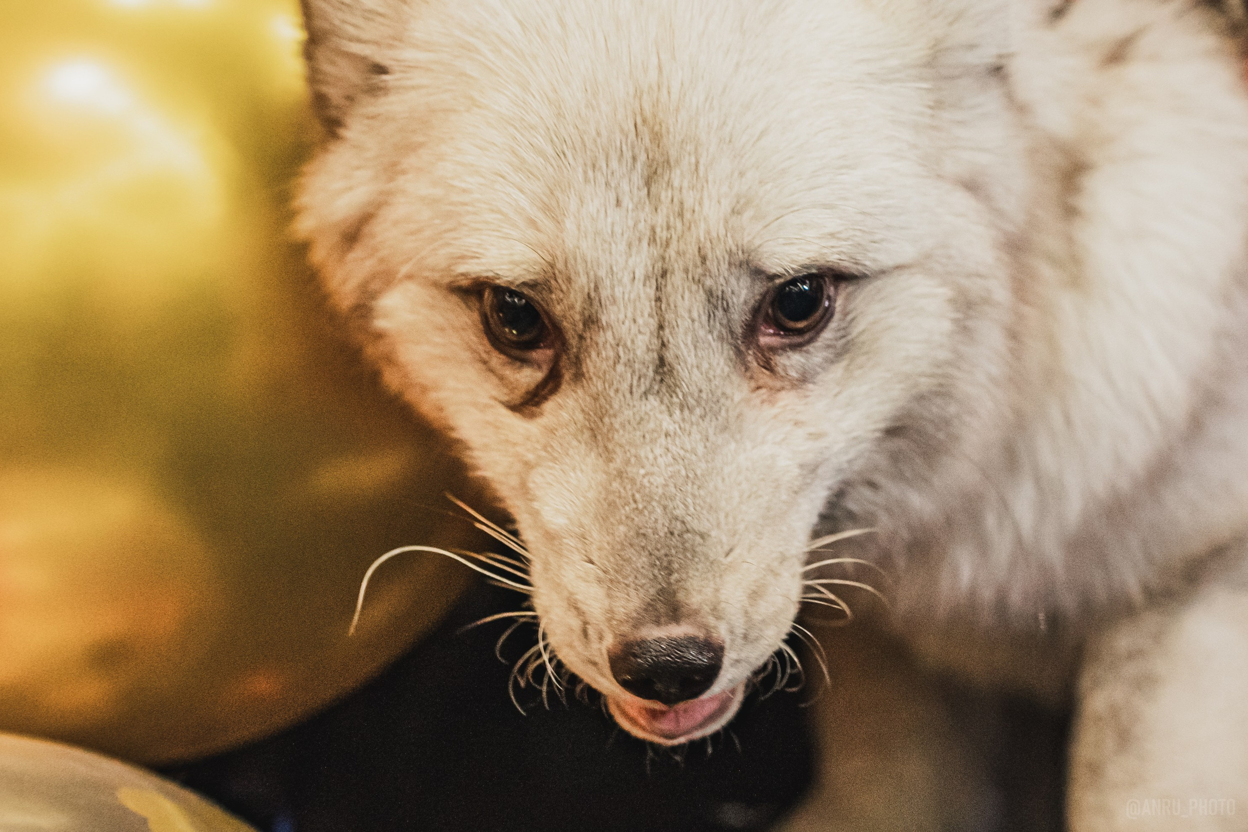 Fox Family fest. Репортажный фотограф Анастасия Рубцова