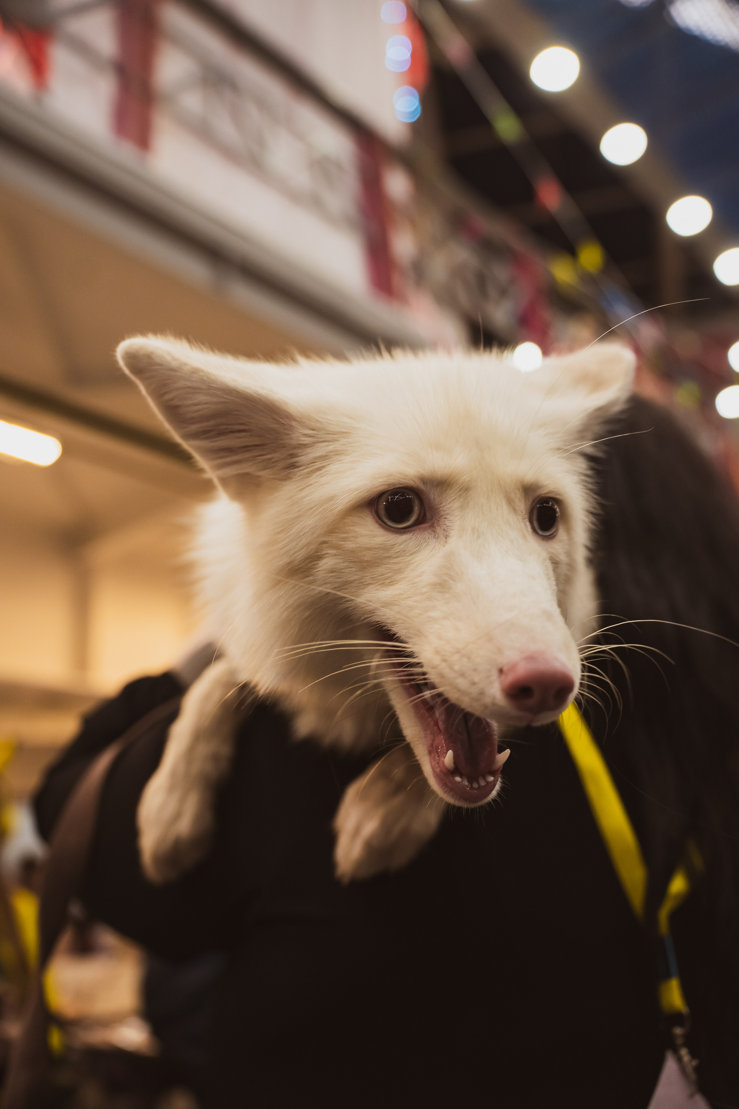 Fox Family fest. Репортажный фотограф Анастасия Рубцова