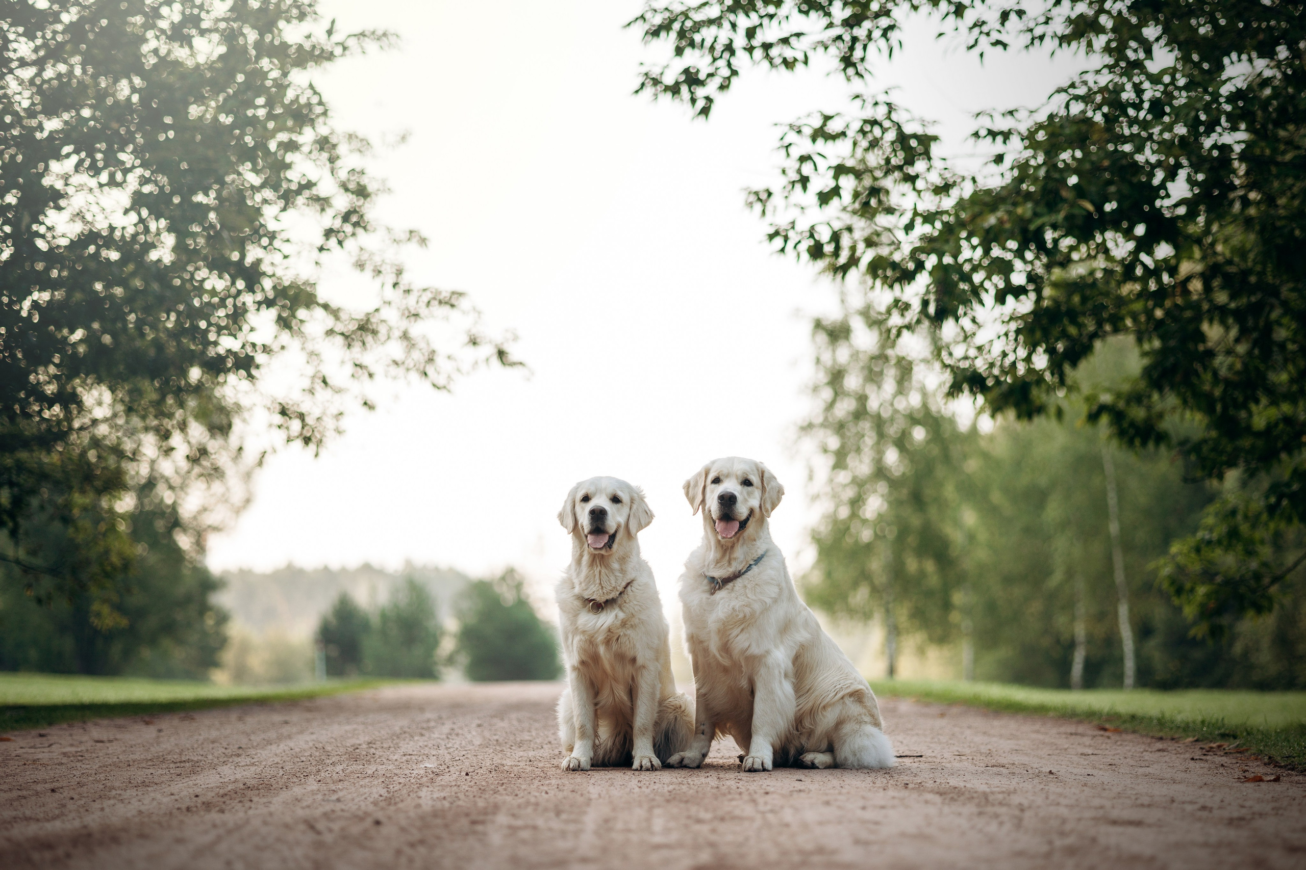 Ирина и ее золотинки. Фотограф — Анималист | Санкт-Петербург