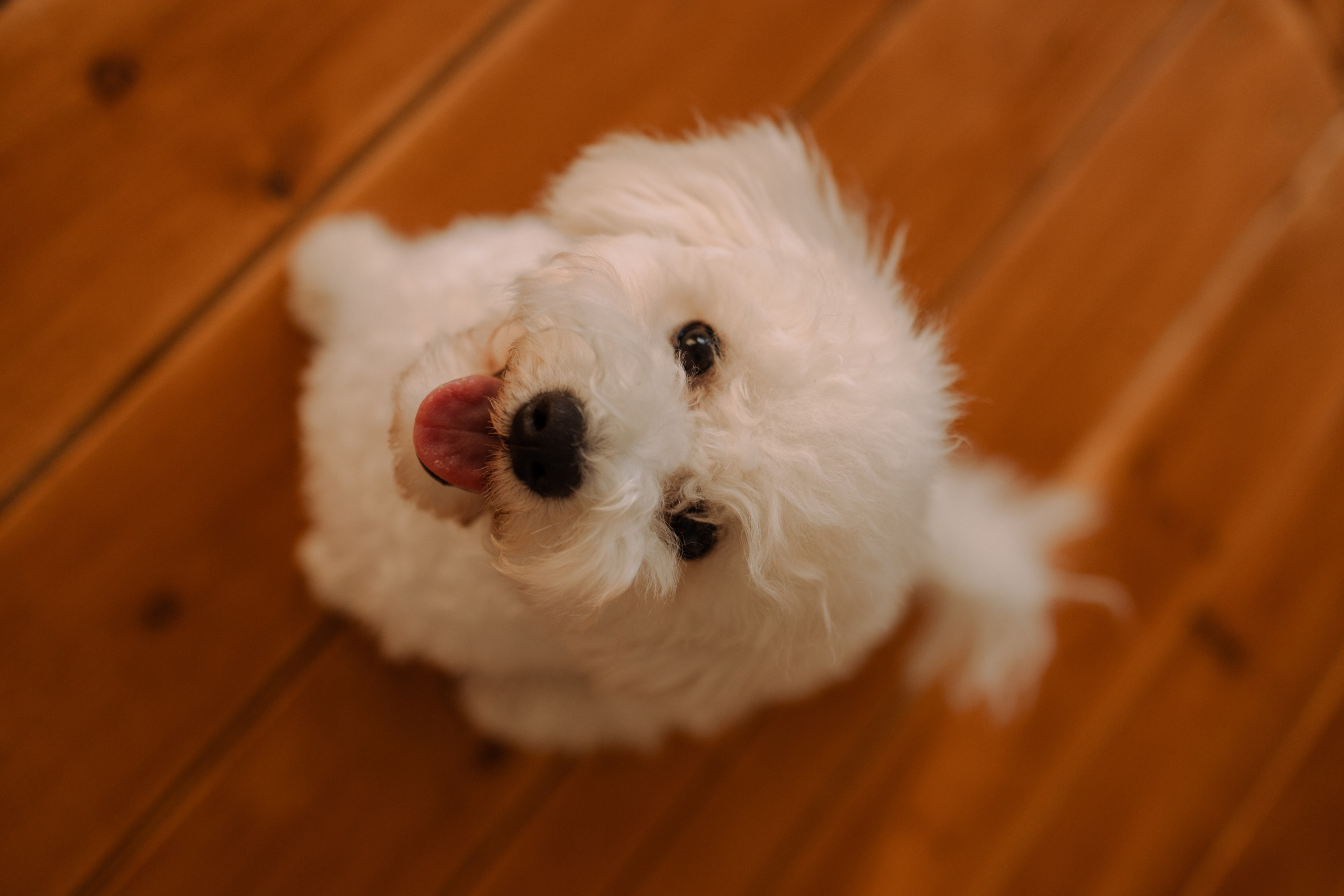 Луна и ее семья. Фотограф — Анималист | Санкт-Петербург