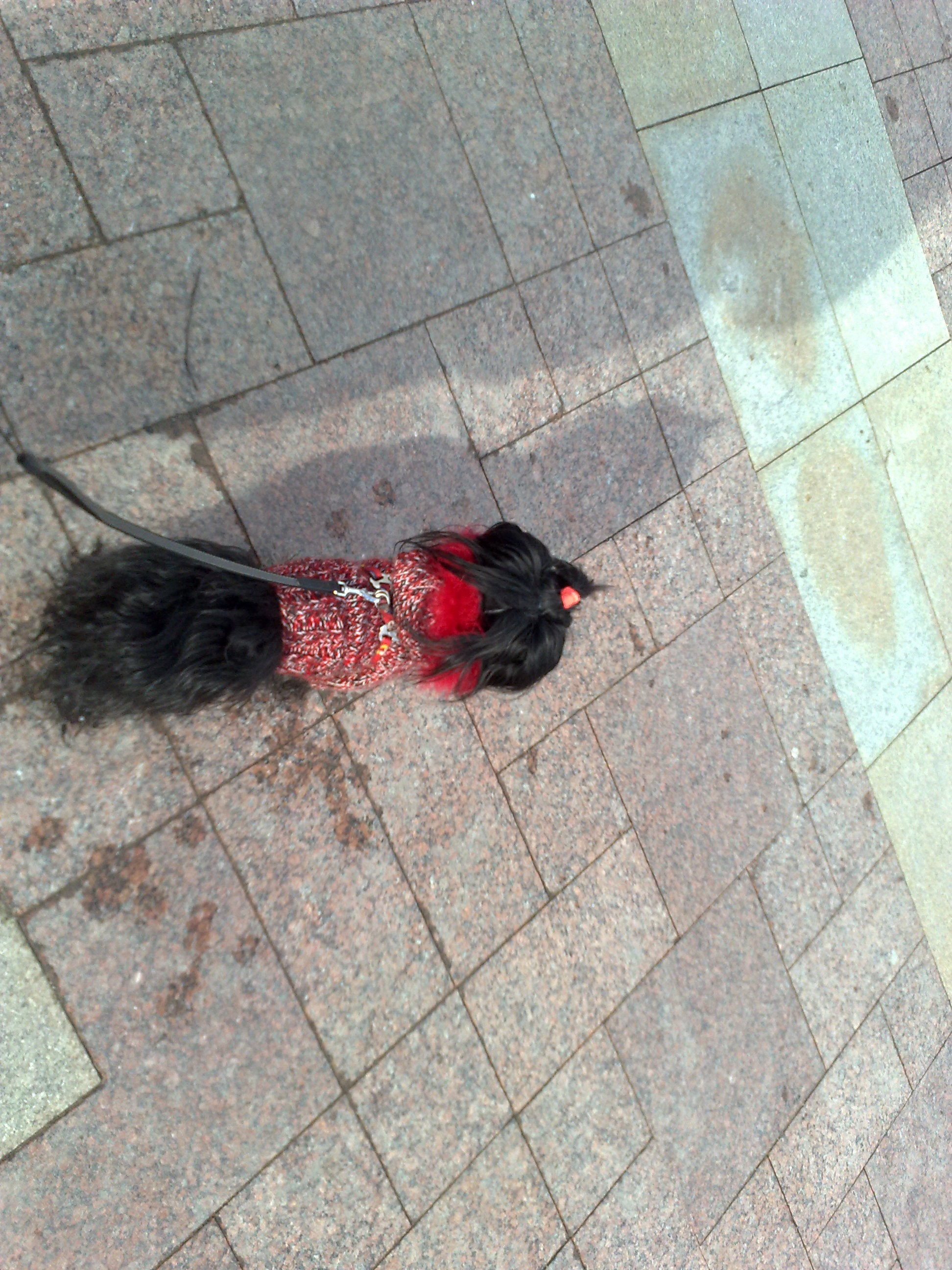 Царицино музей-усадьба. Питомник китайских хохлатых собак Poale Ell: купить щенка в питомнике