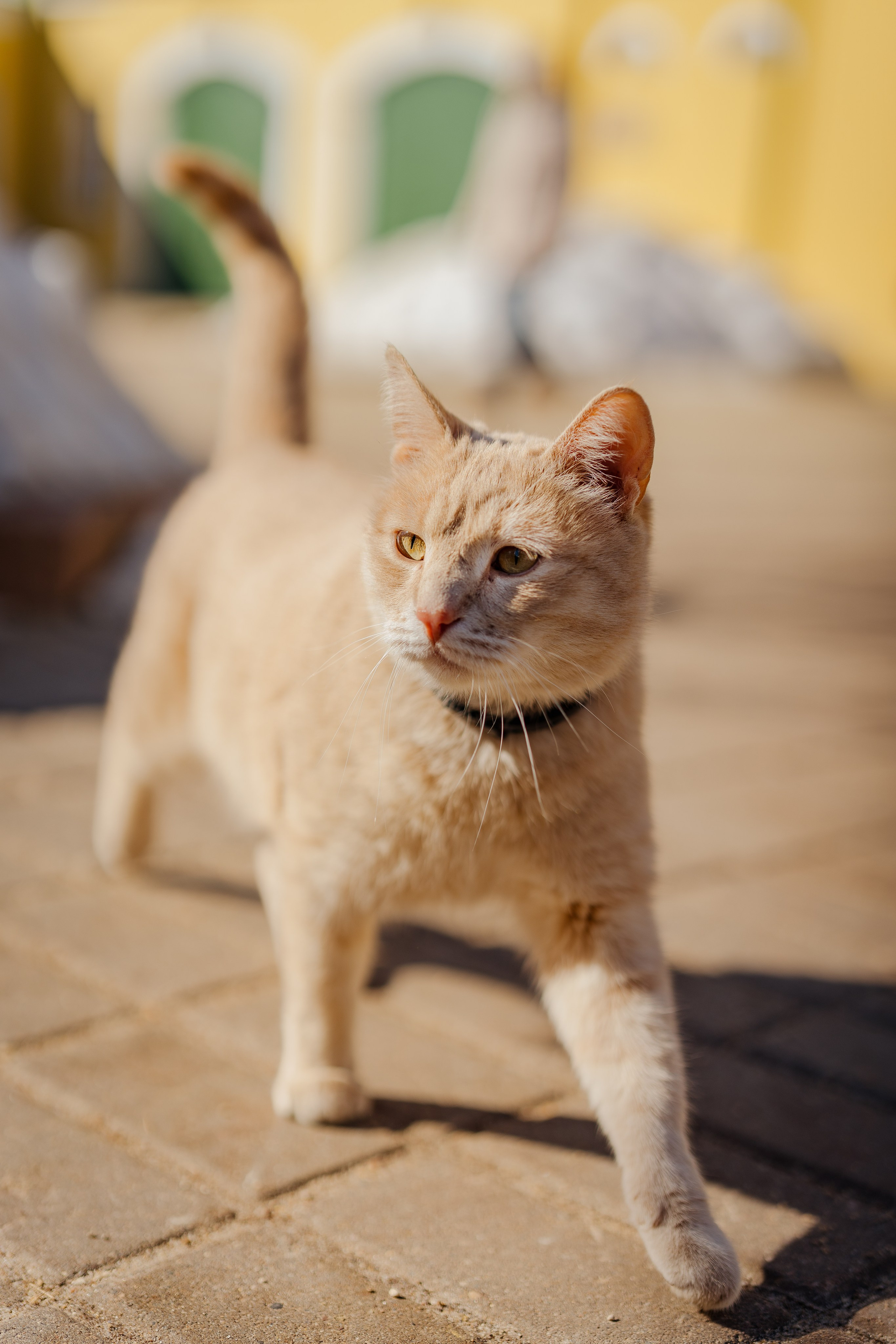 Разные Животные. Портретный и семейный фотограф в Москве/Видное