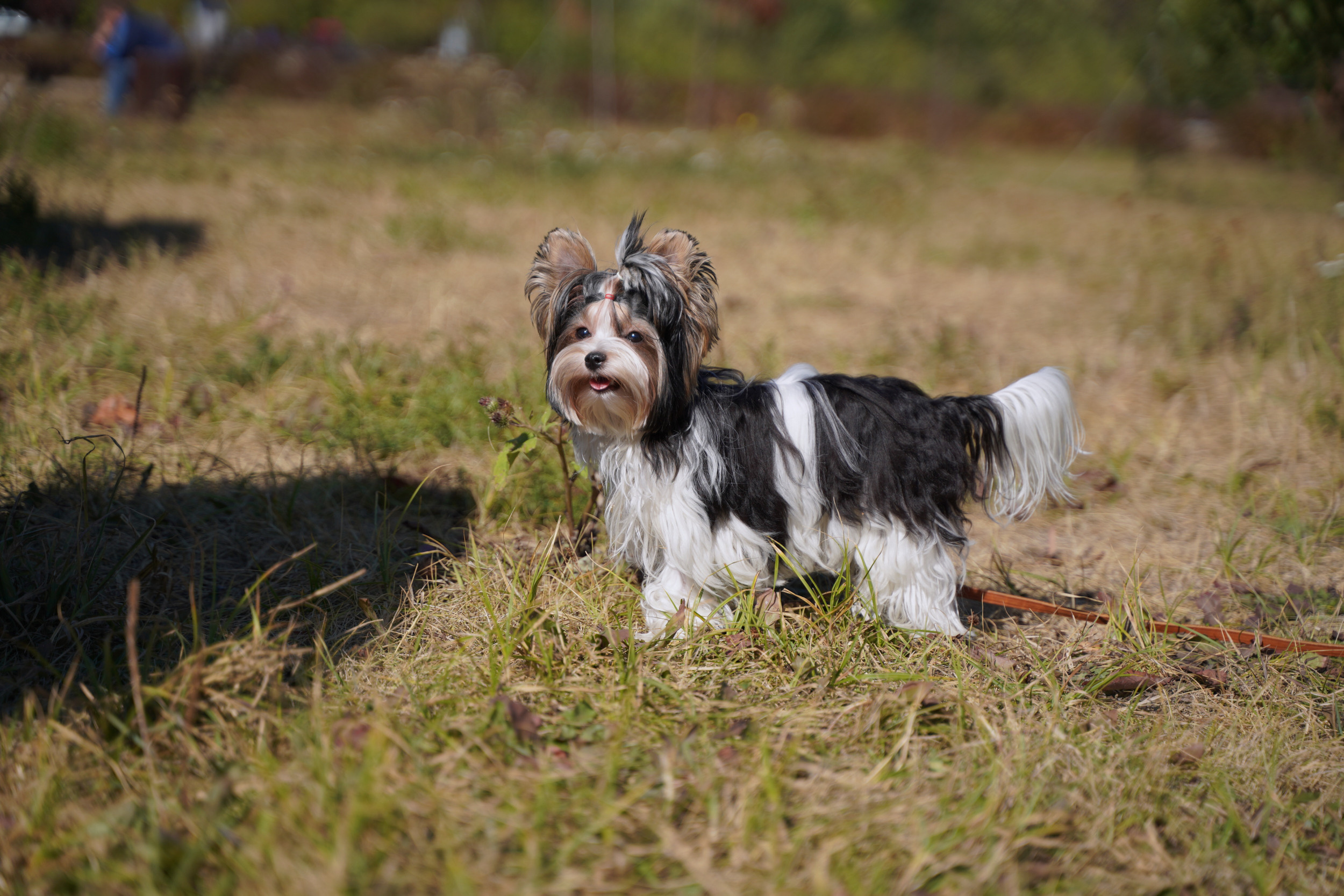 Занятия с кинологом в Москве. Дрессировка собак. Фотосъемка урока. Портретный фотограф в Москве Елена Капралова