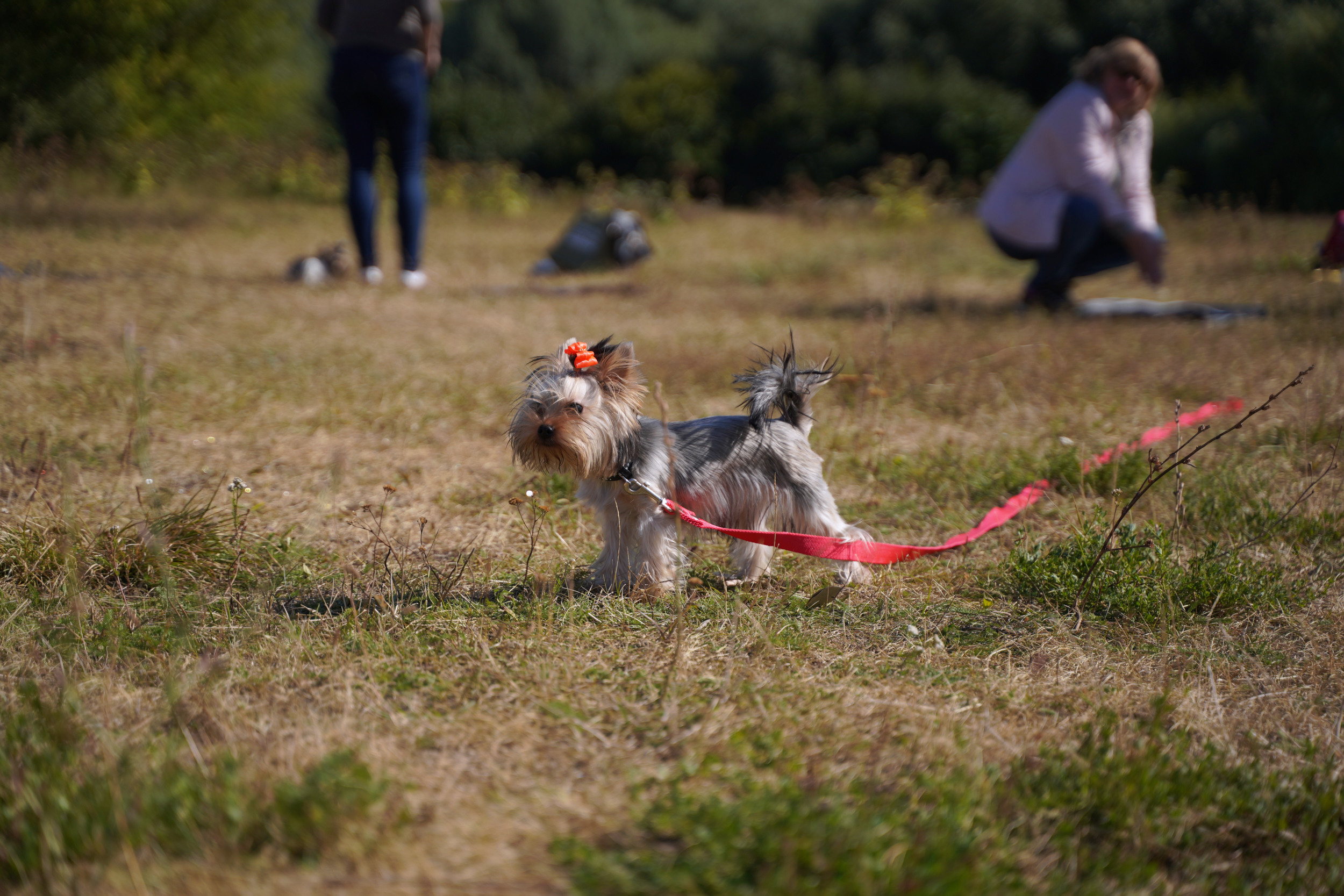 Занятия с кинологом в Москве. Дрессировка собак. Фотосъемка урока. Портретный фотограф в Москве Елена Капралова