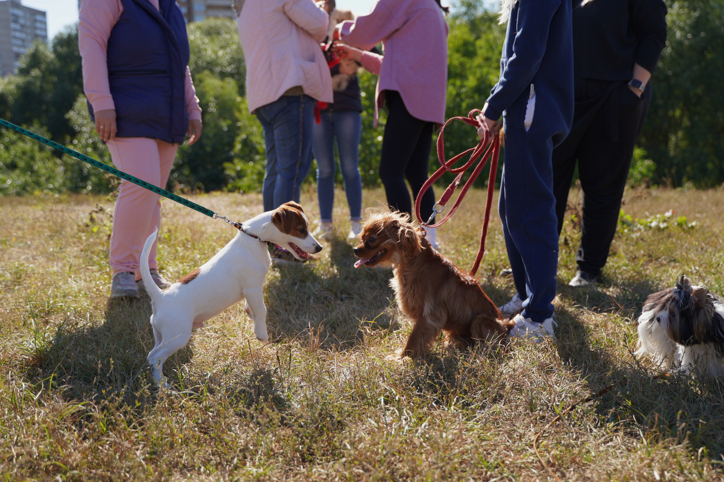 Занятия с кинологом в Москве. Дрессировка собак. Фотосъемка урока. Портретный фотограф в Москве Елена Капралова