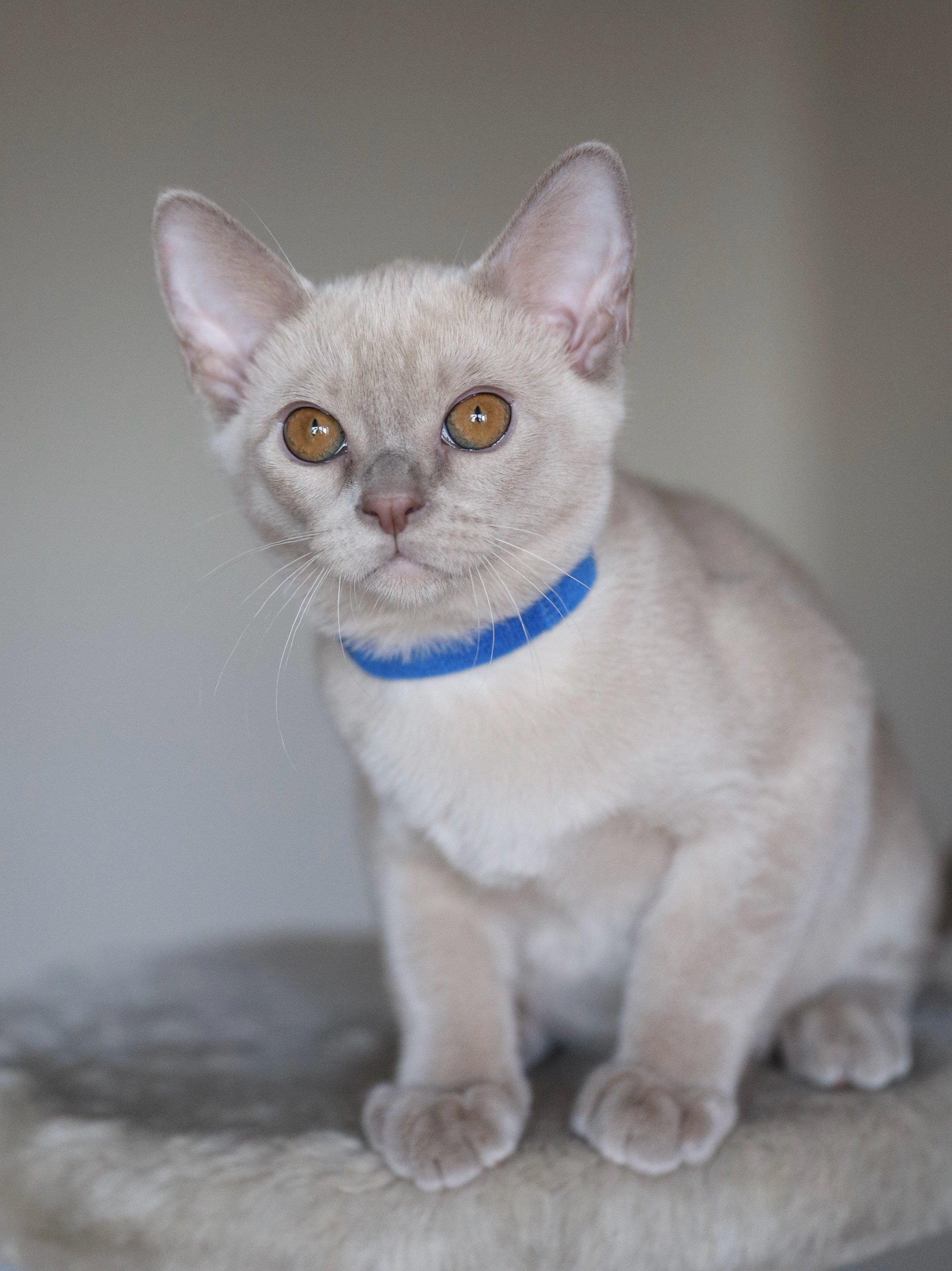 Christopher. Cattery “Bouncy Life”