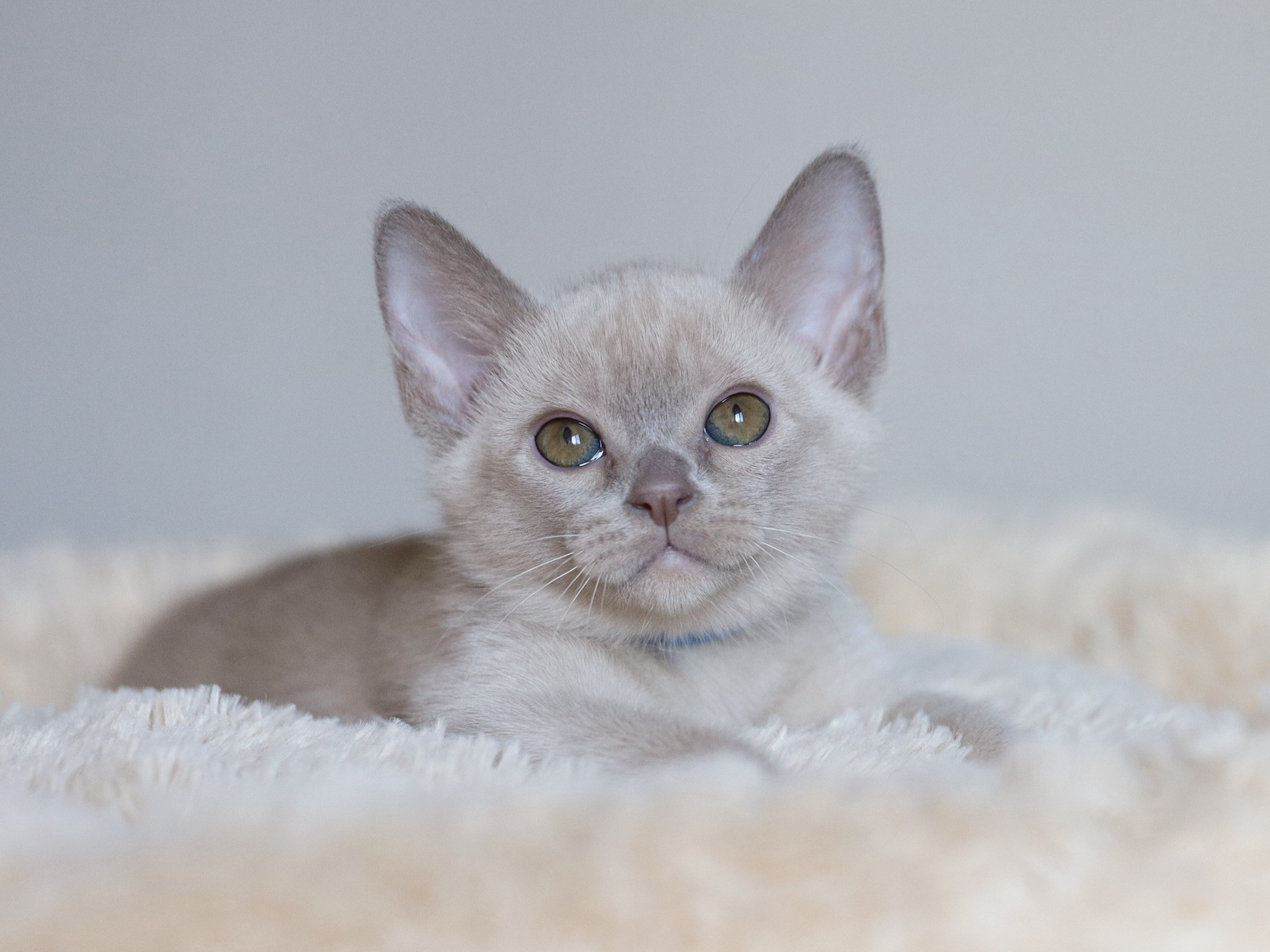 Christopher. Питомник «Bouncy Life»