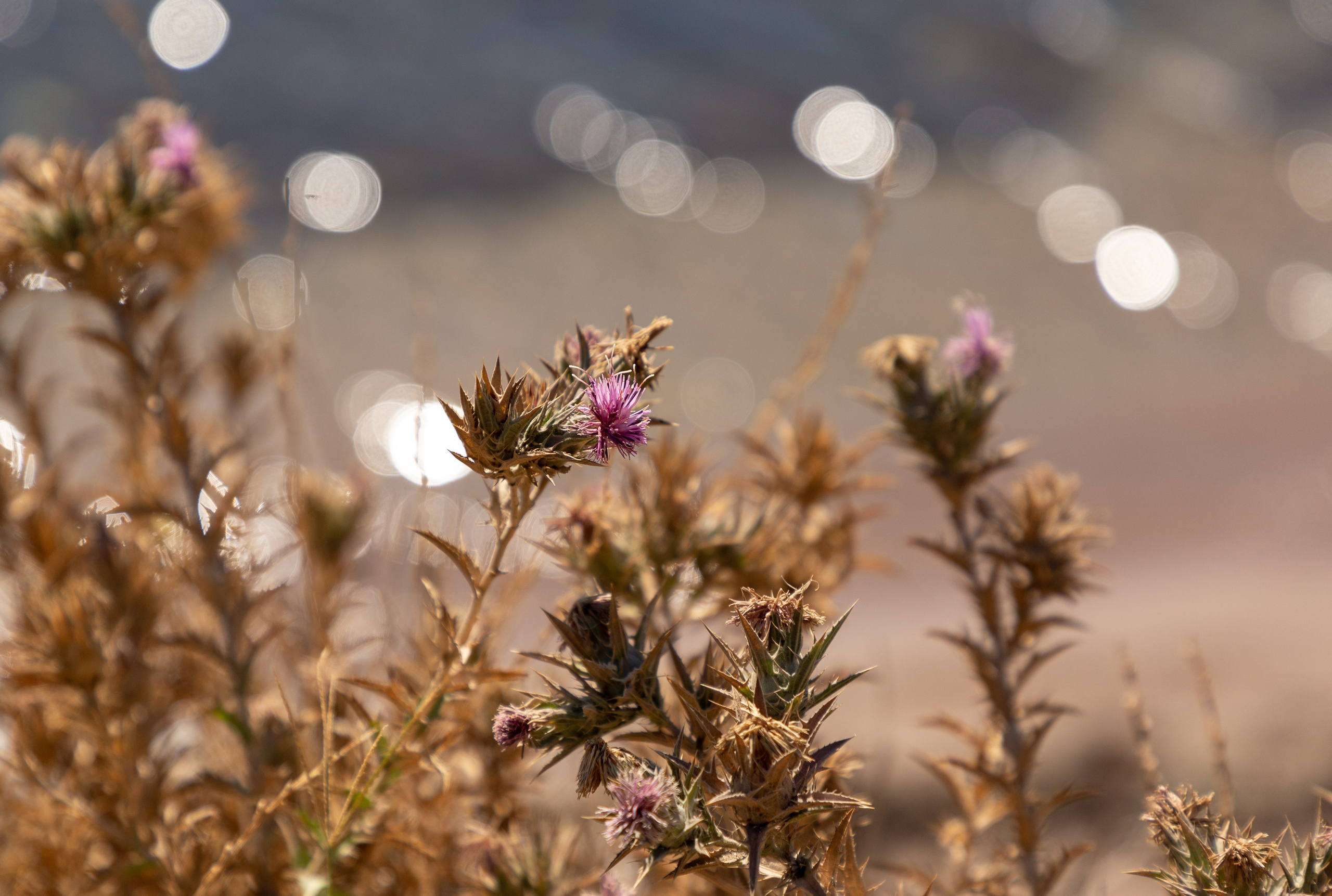 Юлианна и Илья. Репортажный фотограф в Москве