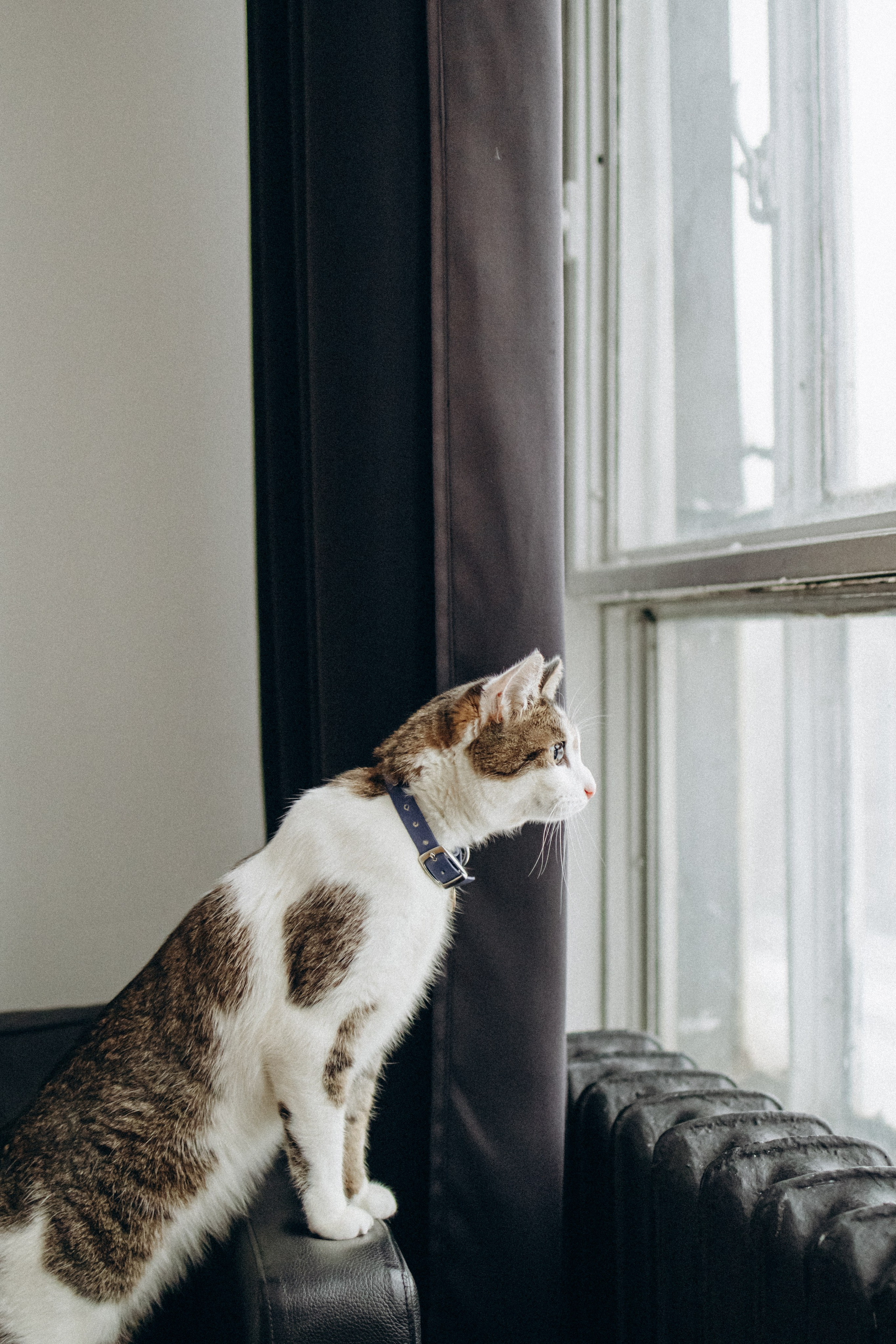 Ксюша и Яша. Фотораф — анималист Мария Шистка