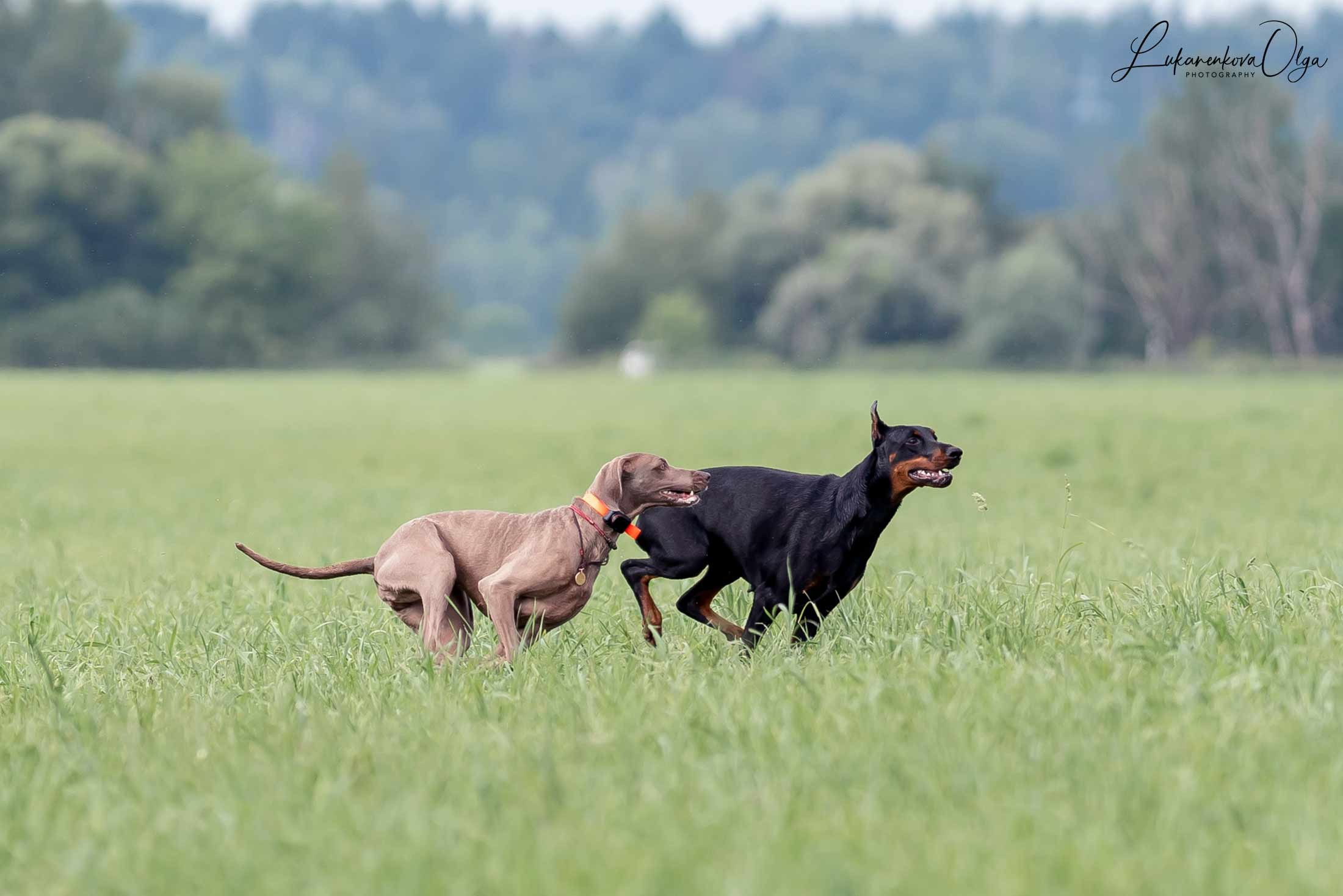 Фанта и Асти. Фотограф анималист Ольга Луканенкова в Москве