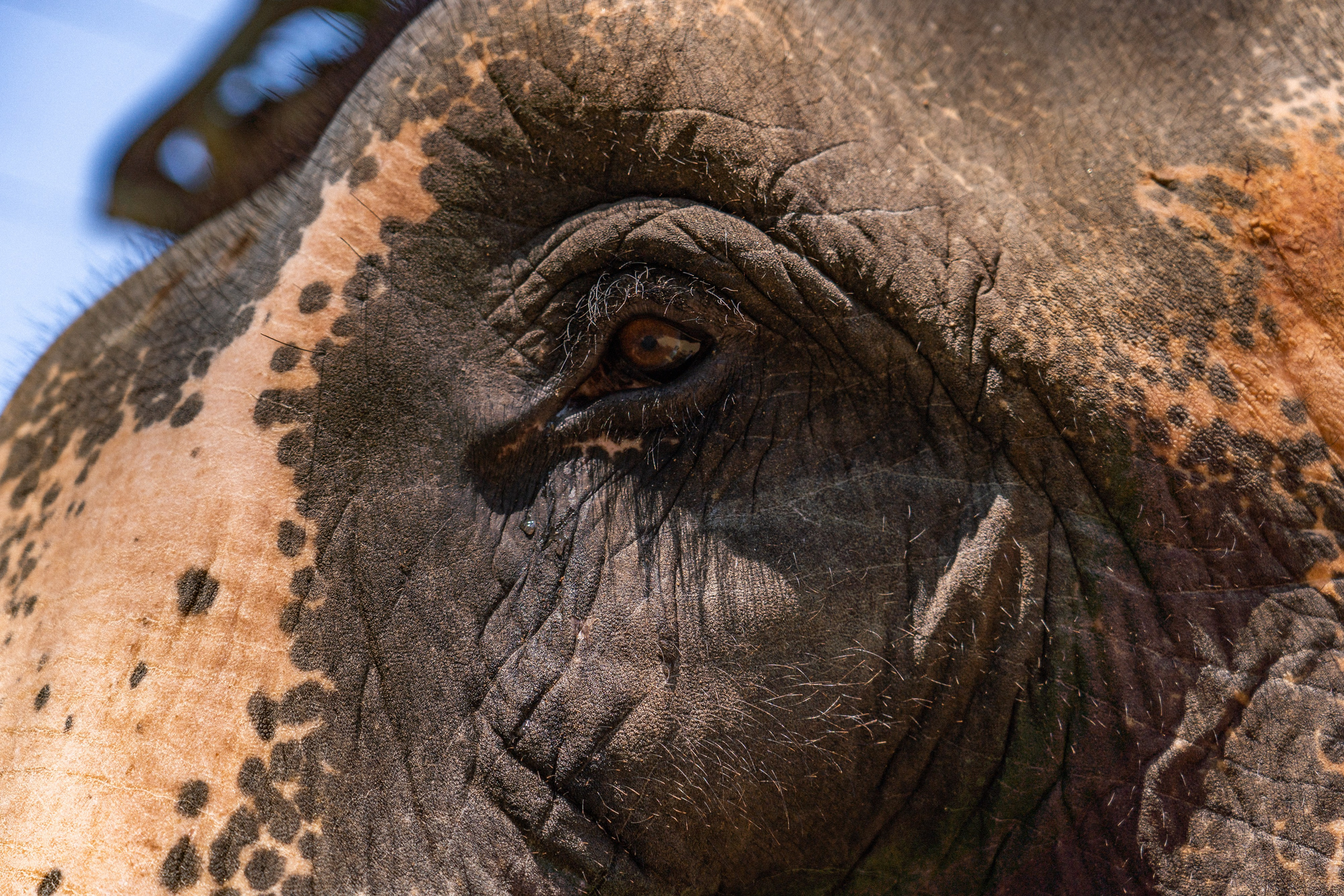 Bathing with elephants in Pinnawala, Botanical Garden