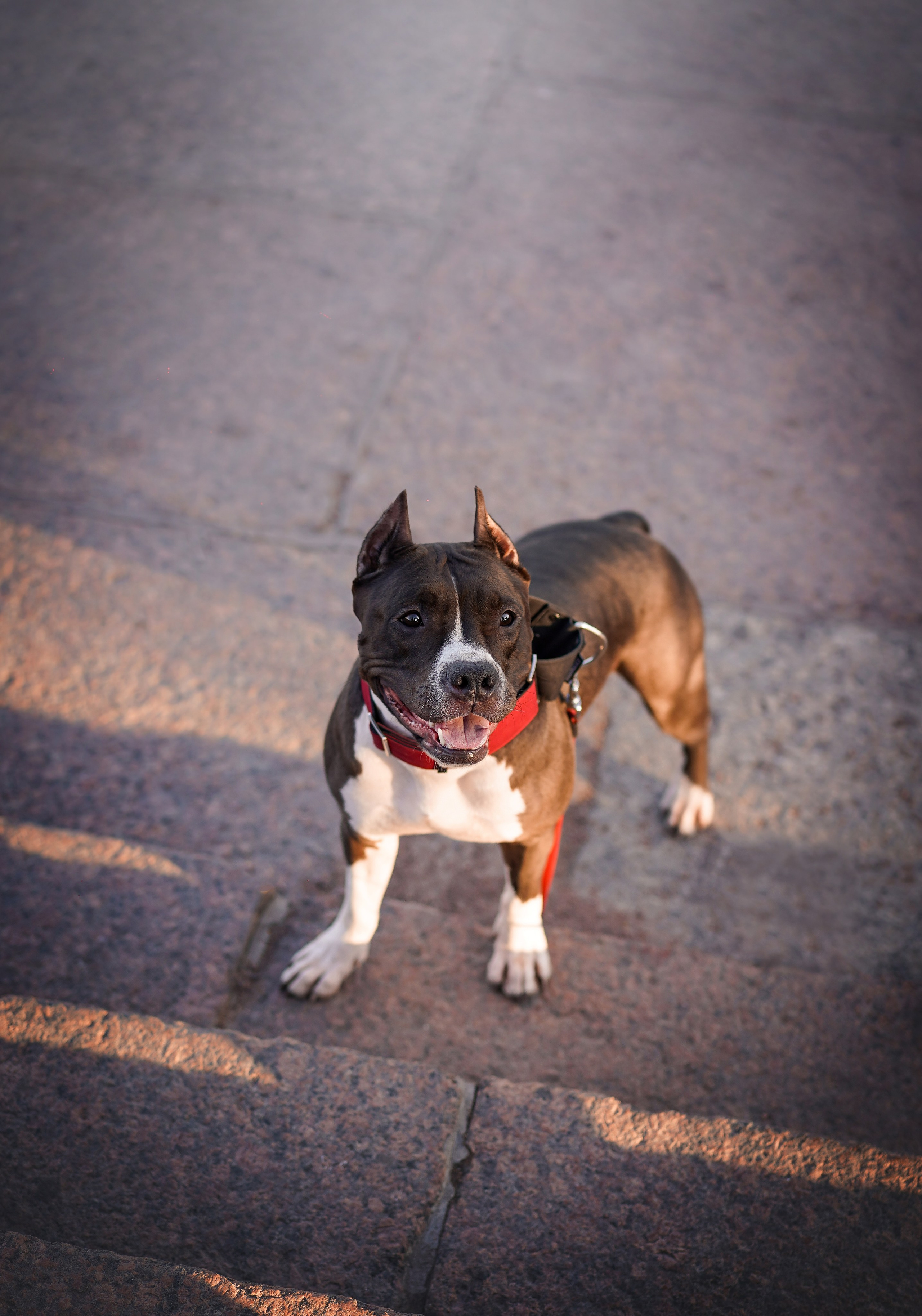 Аня Терентий и Кайли. Фотограф-анималист в Санкт-Петербурге Яна Мартынова