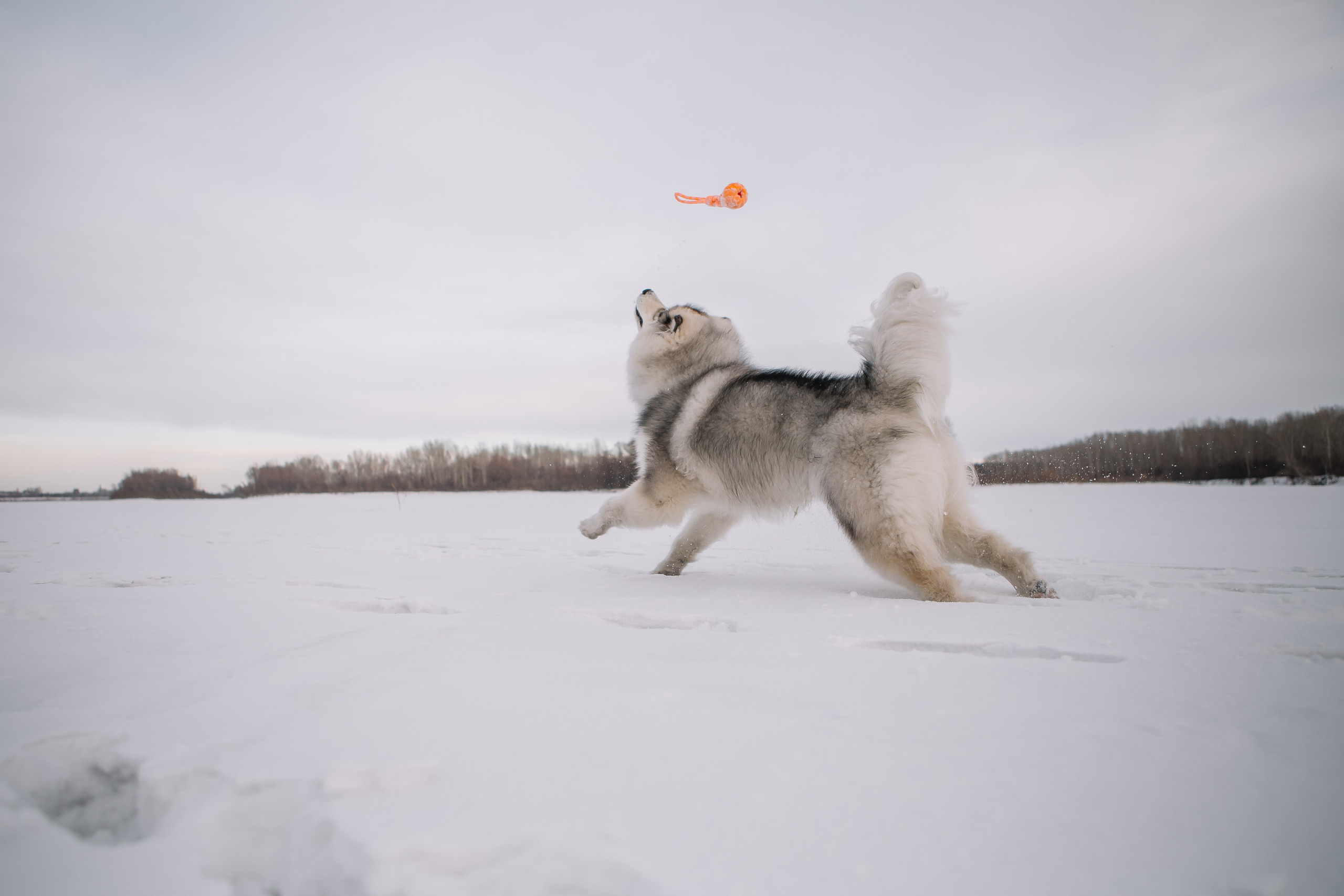 Зима фото. Дарья Белякова. Свадебный, детский и семейный фотограф в городе Бийск