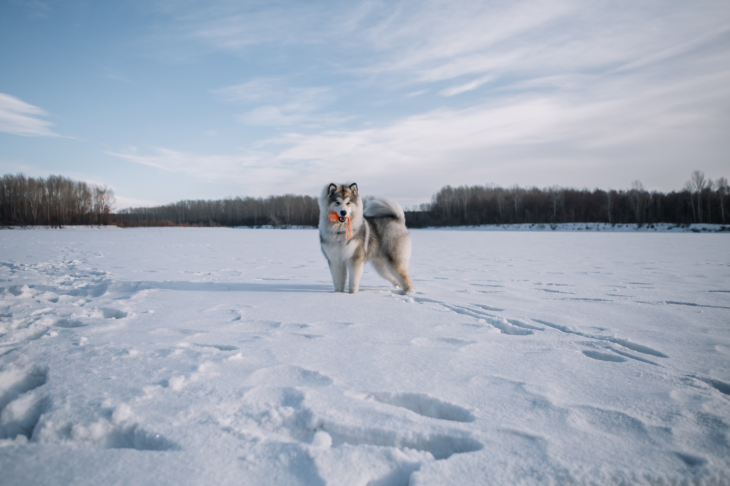 Зима фото. Дарья Белякова. Свадебный, детский и семейный фотограф в городе Бийск