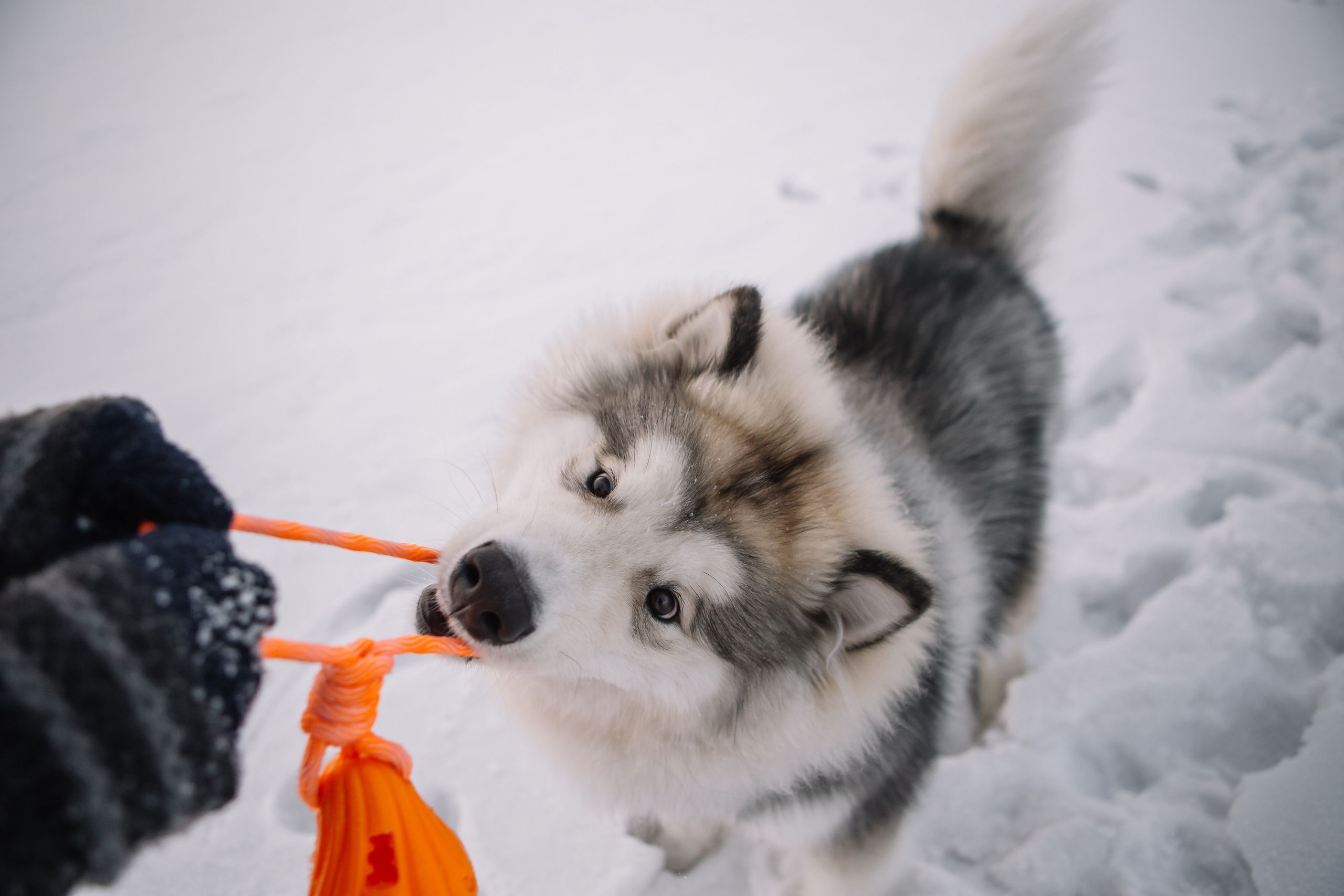 Зима фото. Дарья Белякова. Свадебный, детский и семейный фотограф в городе Бийск
