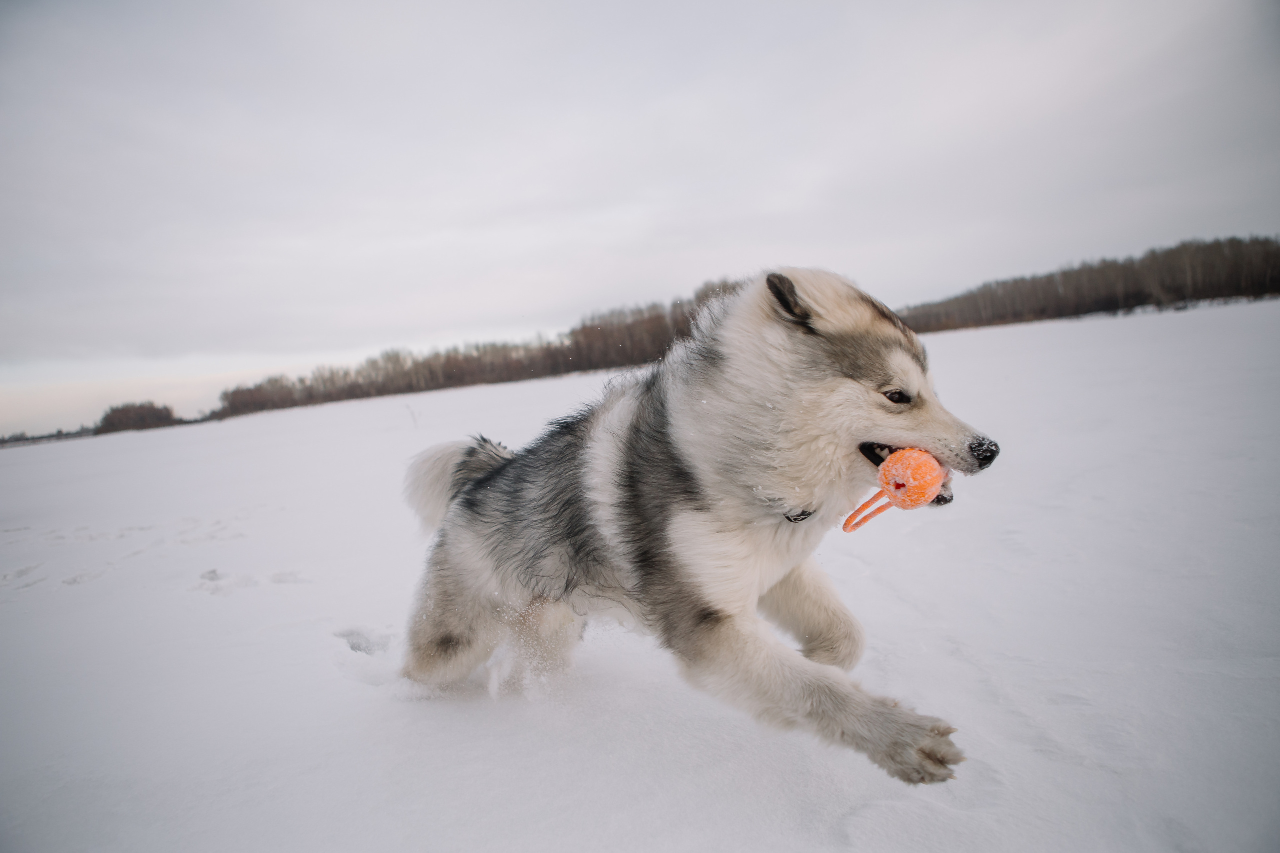 Зима фото. Дарья Белякова. Свадебный, детский и семейный фотограф в городе Бийск