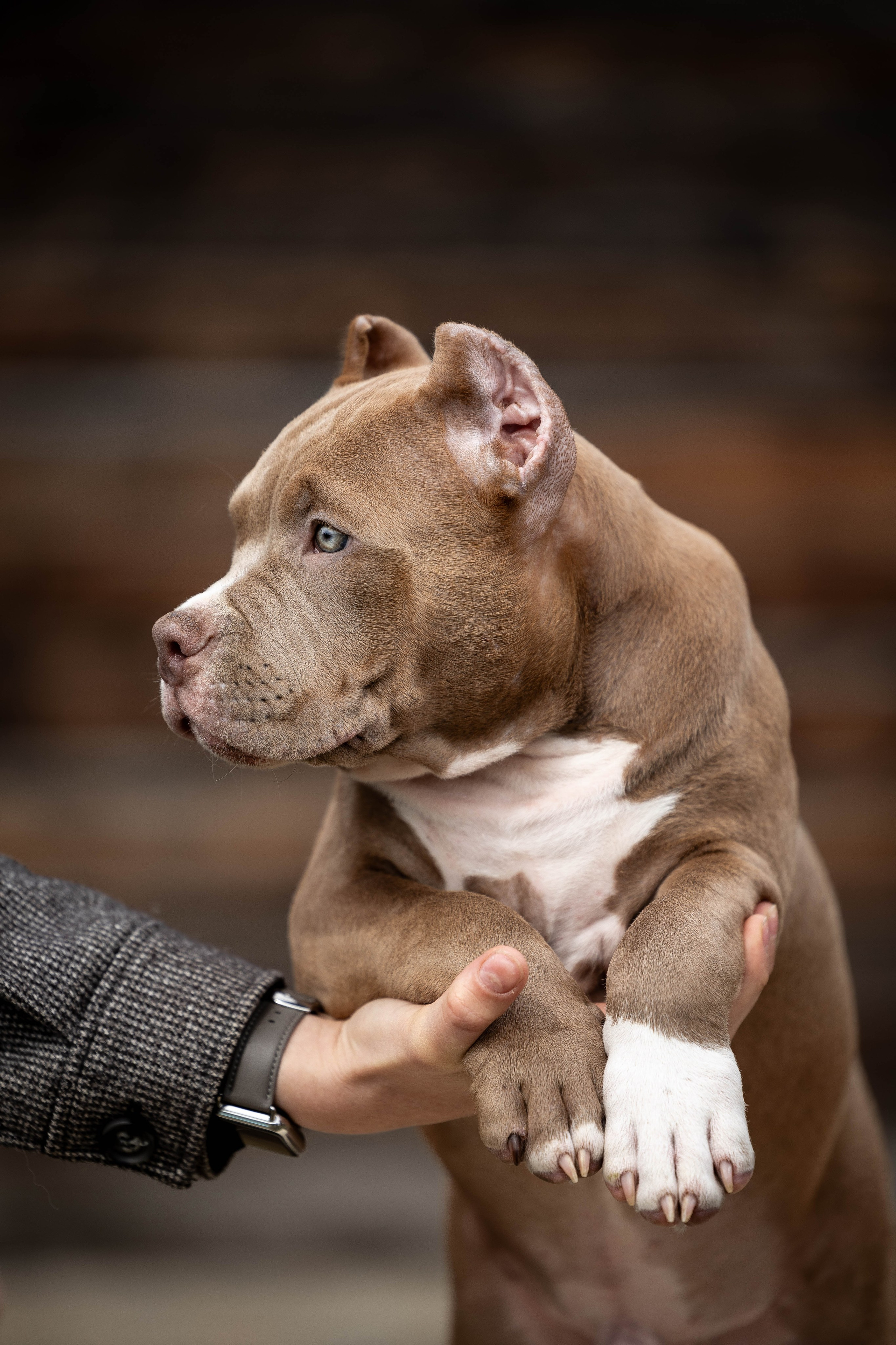 И снова булляшики. Фотограф Анималист в Перми Анастасия Остерман