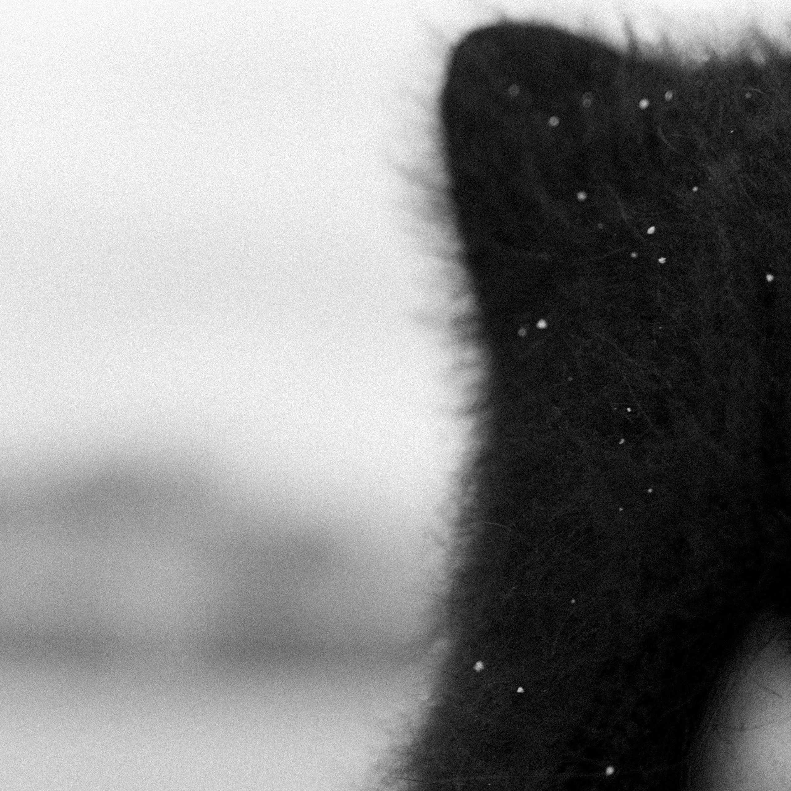 TATA. Свадебный и семейный фотограф Диана Лбова. Чебоксары