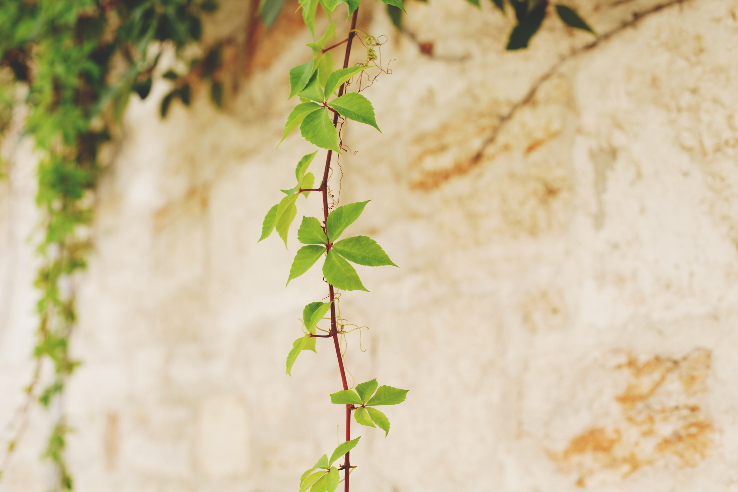 Болгария. Аня Степанова