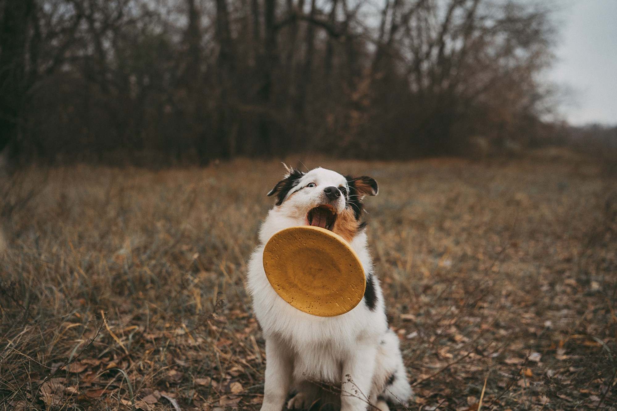 Лиза и Бублик. Фотограф анималист в Москве и Санкт-Петербурге Свиридова Анна