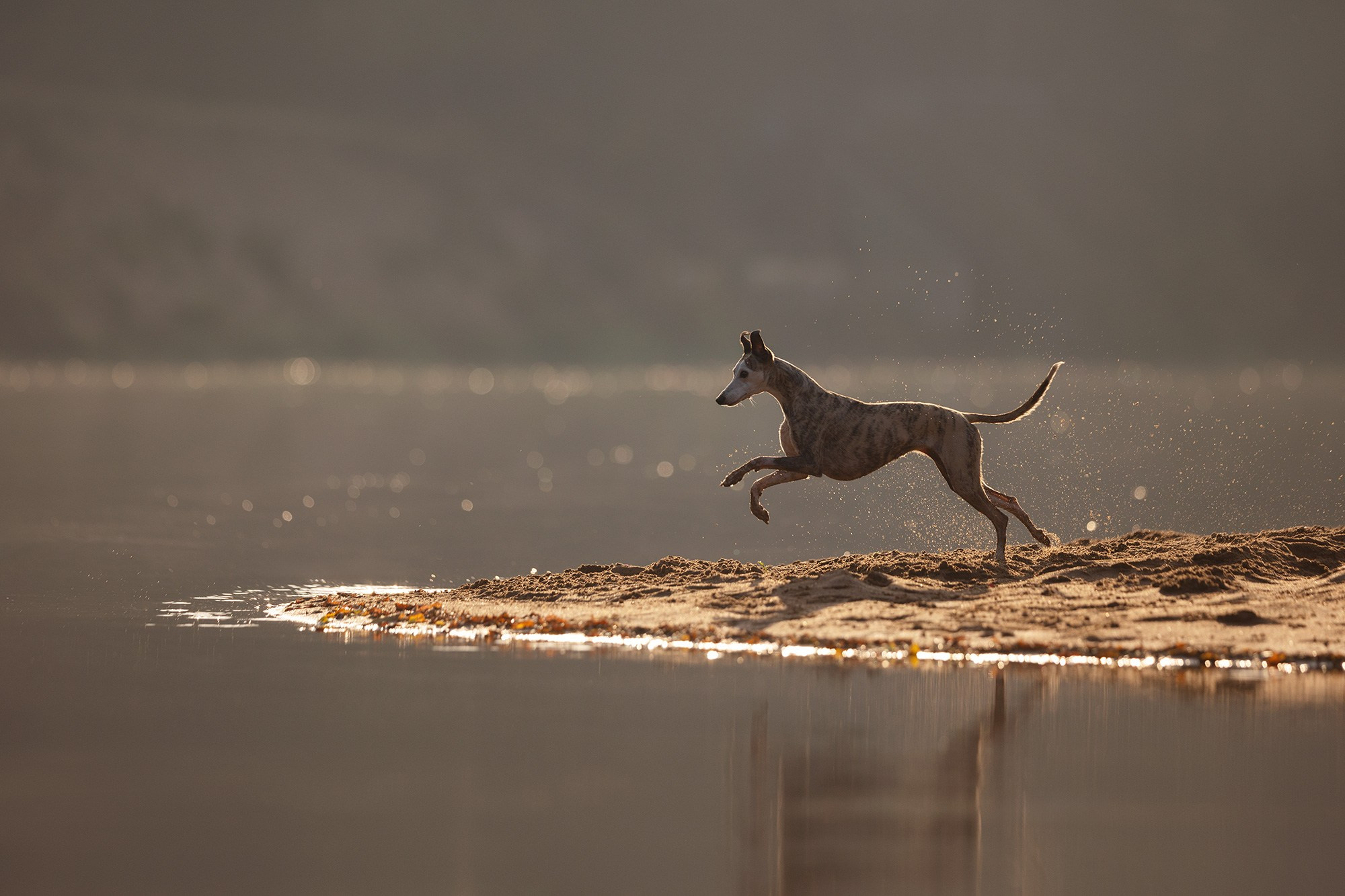 Собаки. Фотограф Анастасия Ветковская, Москва