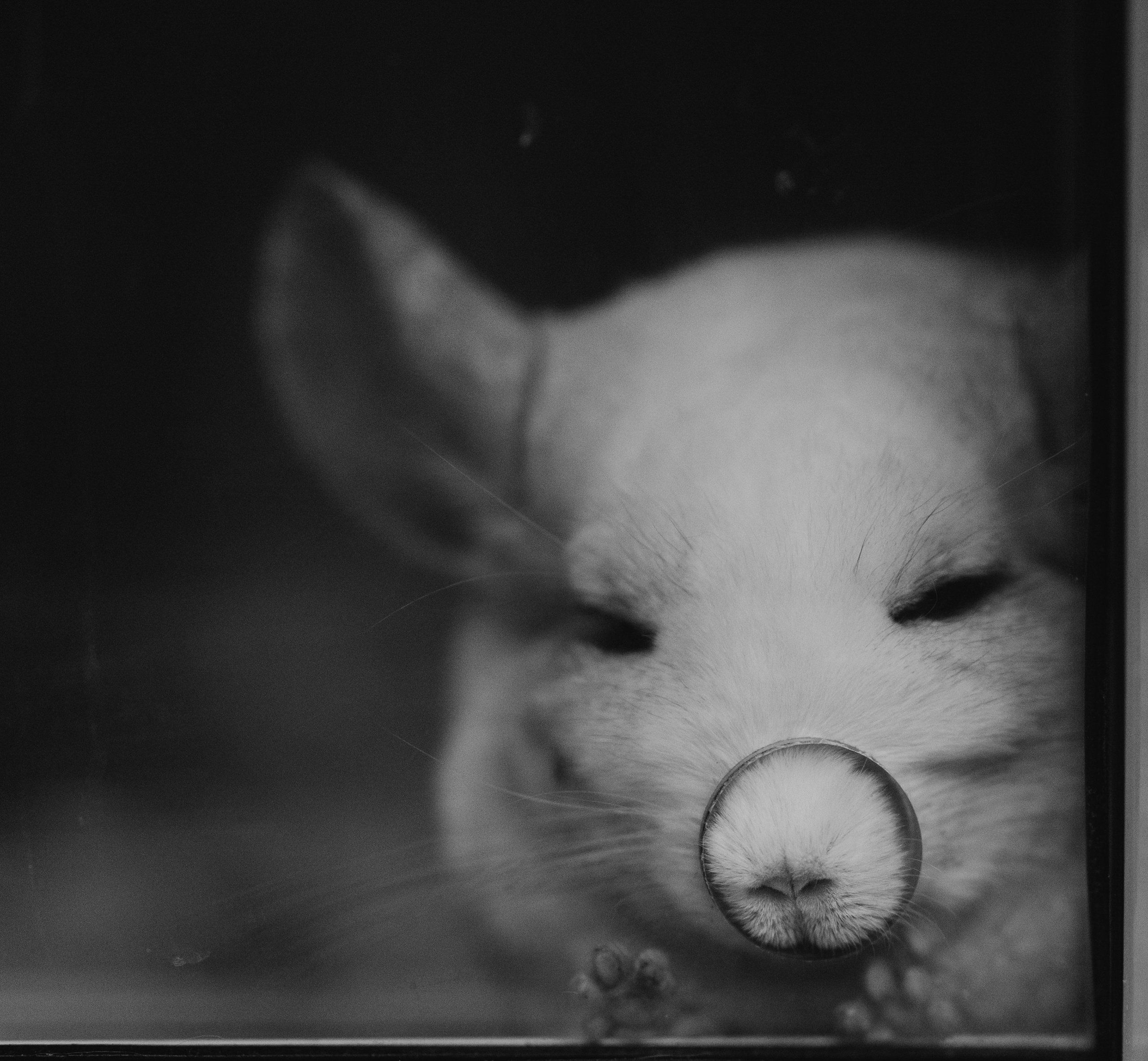 VetLife. Татьяна Афонина | Фотограф