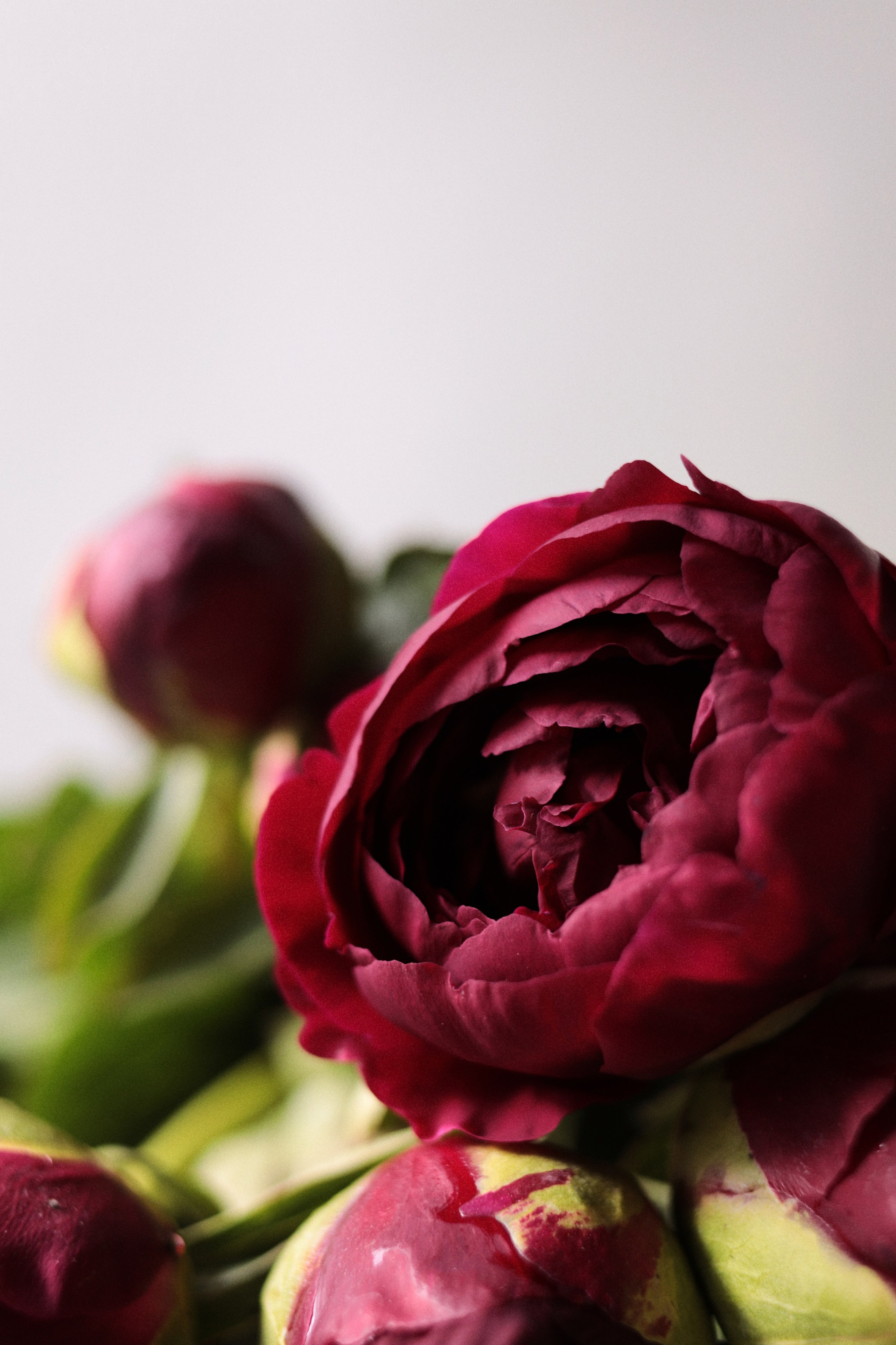 Flowers. Виктория Калугина — фотограф и видеомейкер в Москве