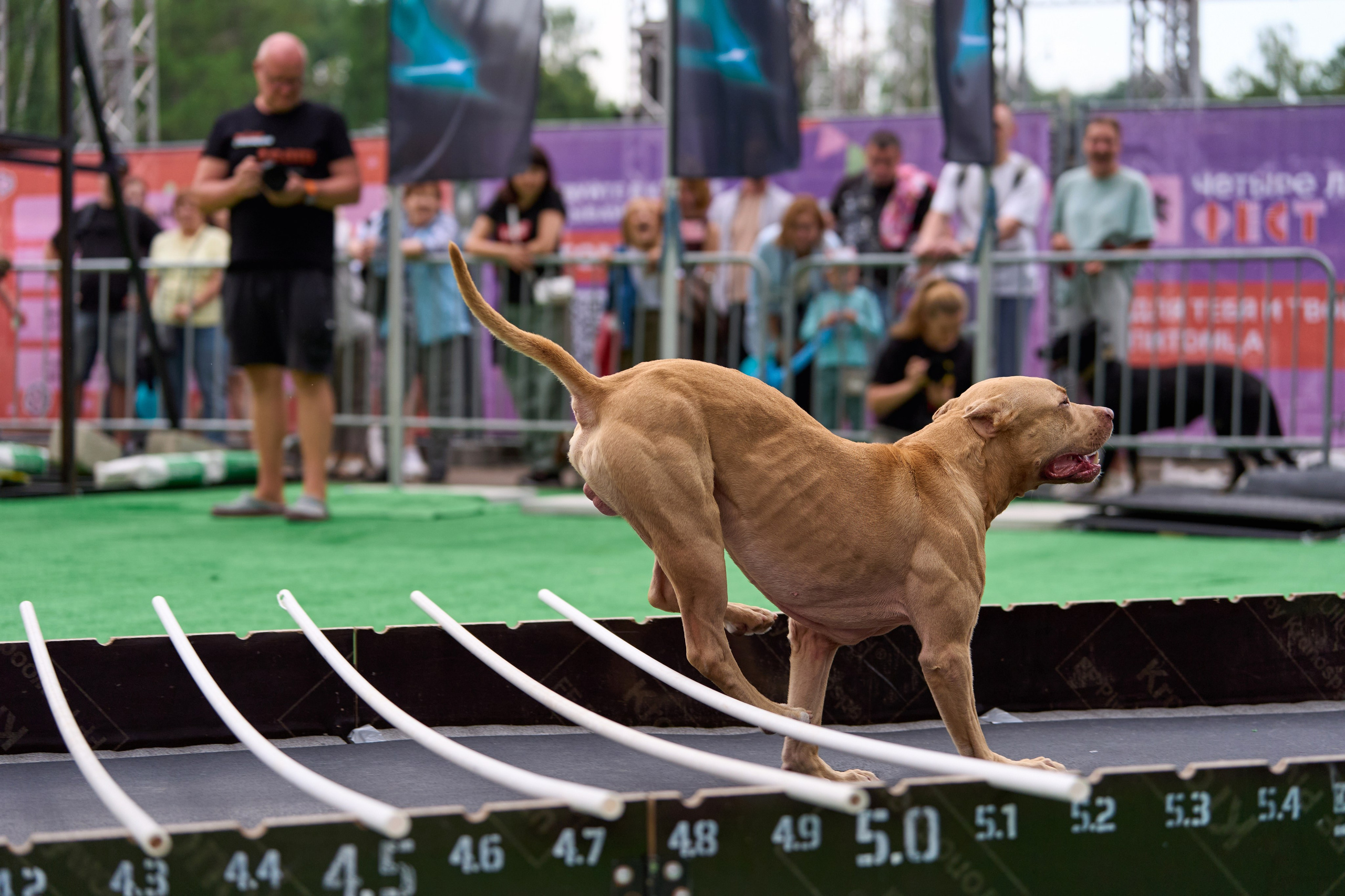 4 лапы Фест. Многоборье. Фотограф-анималист Михаил Манухин